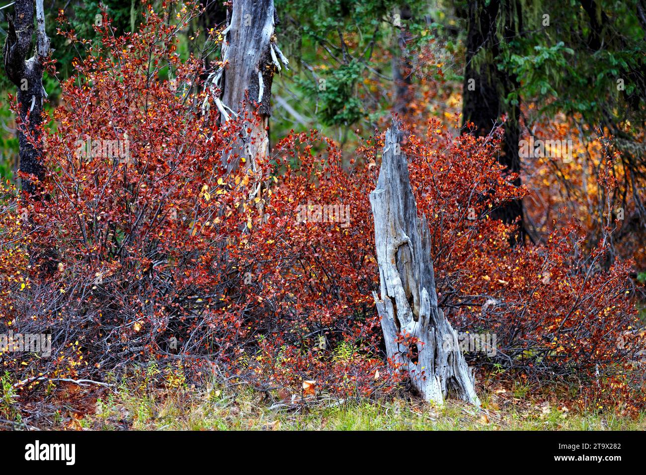 Colori autunnali e un ceppo di alberi in un ambiente boschivo lungo il passo McKenzie in Oregon, Stati Uniti Foto Stock