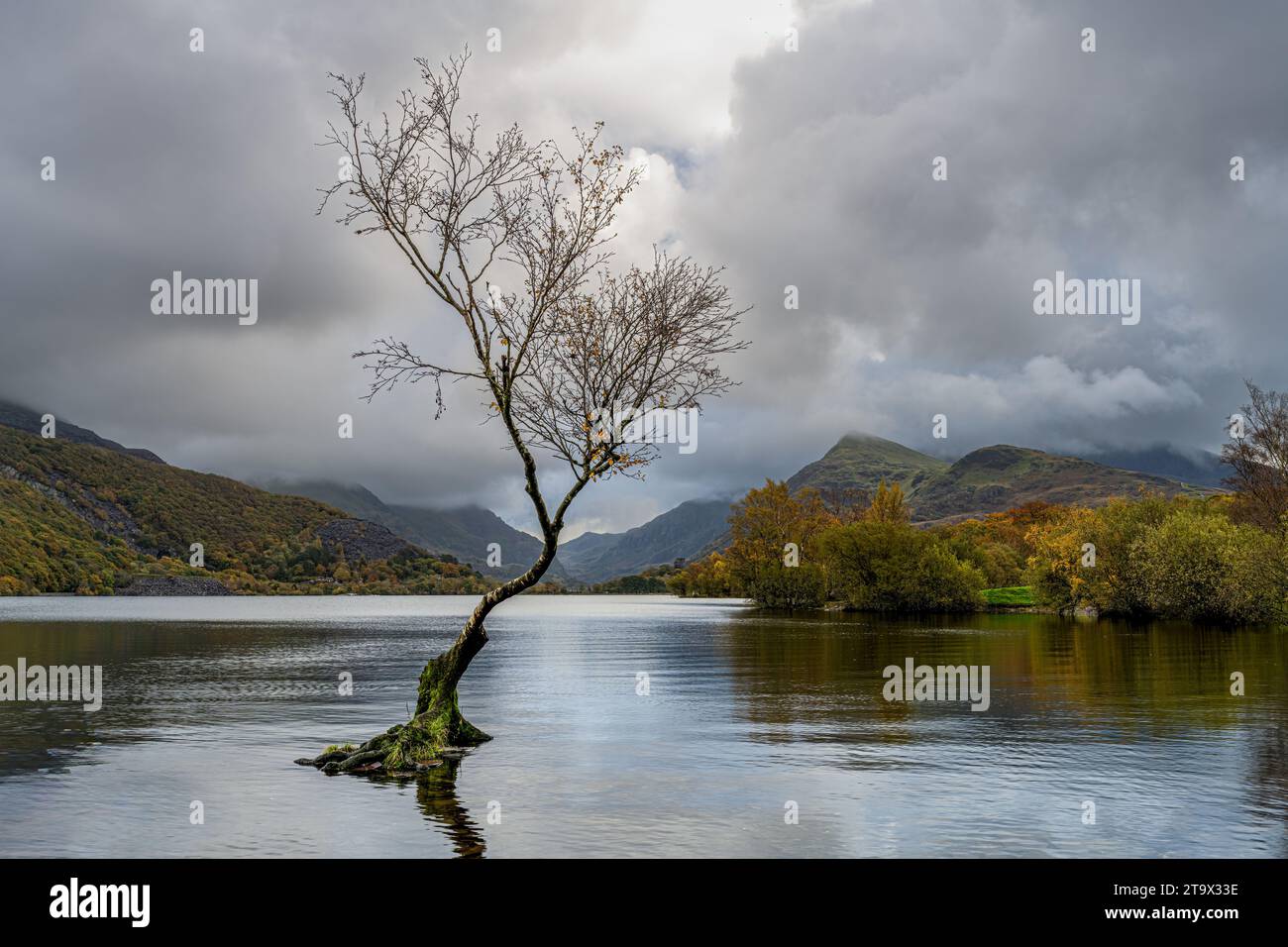 Lone Tree, Llyn Padarn, Llanberis, Galles Foto Stock