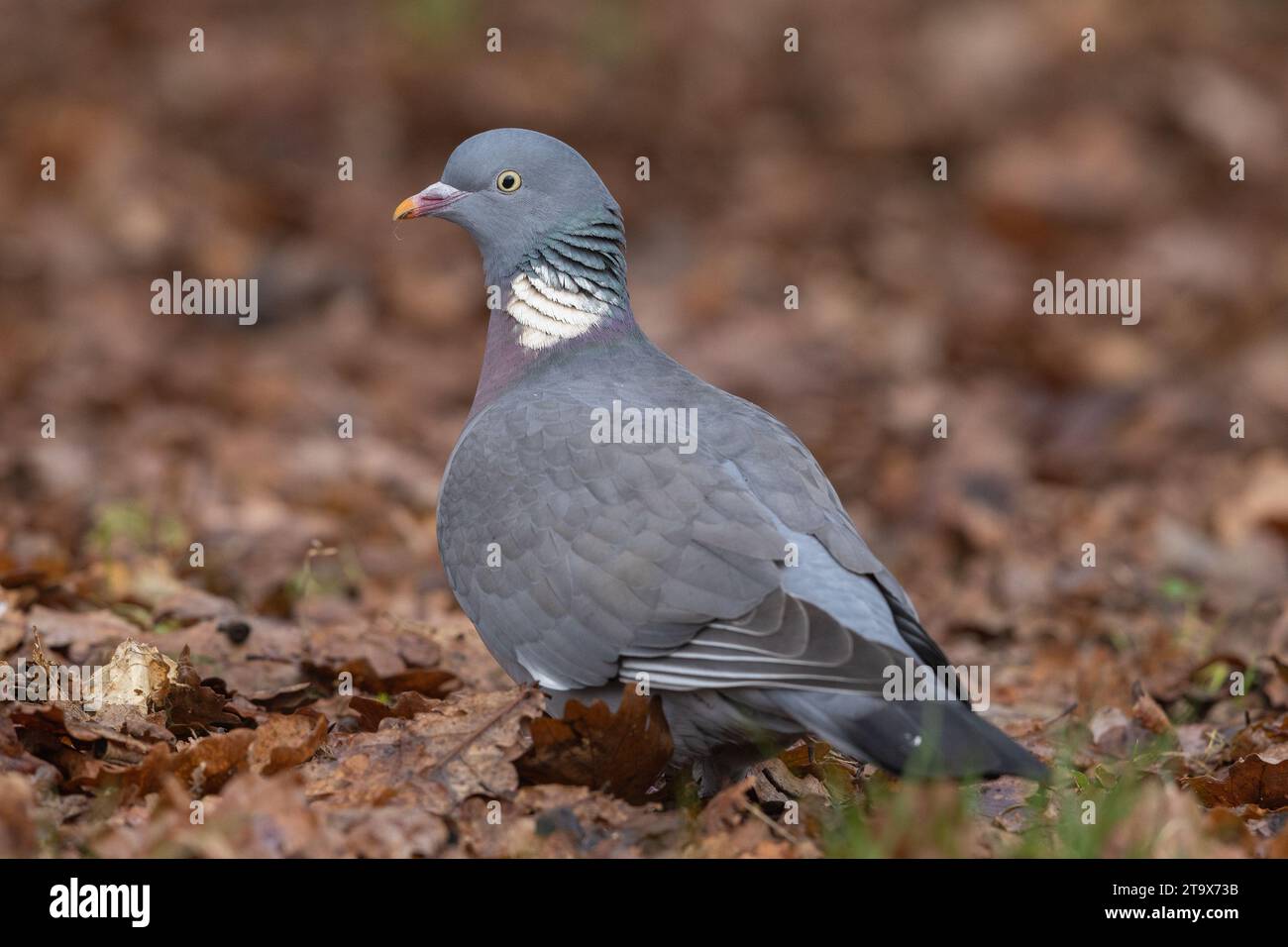Wood Pigeon (Columba palumbus), adulti, West Midlands, Inghilterra. Gennaio. Foto Stock