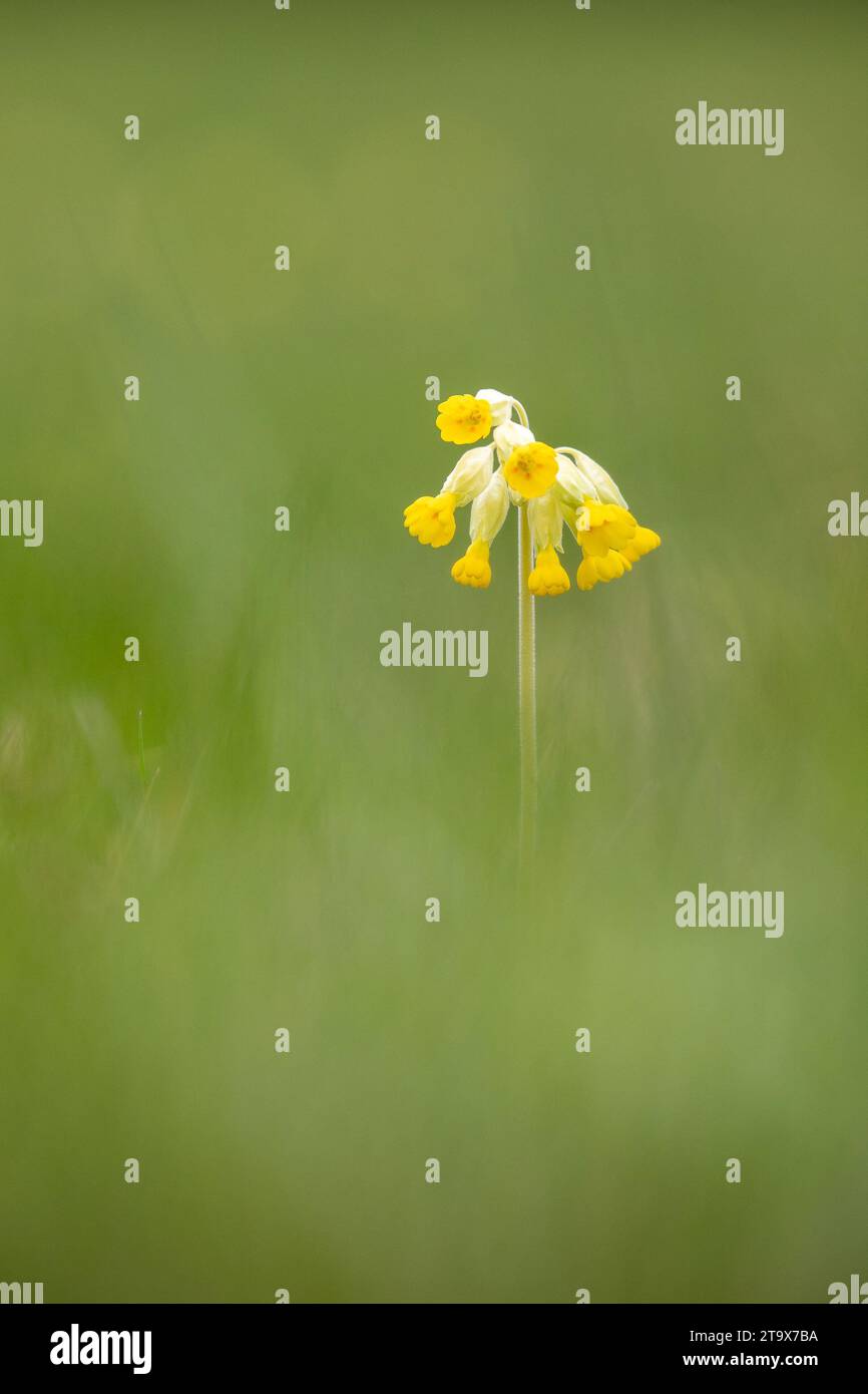 Comune Cowslip (Primula veris), pianta da fiore, Loxley Church Meadow, Warwickshire, Inghilterra. Aprile. Foto Stock