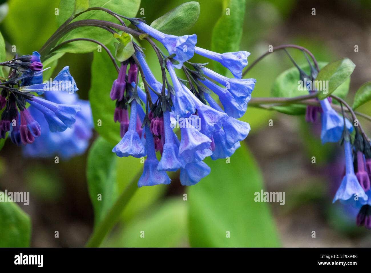 Primo piano, Blu, Fiore, Mertensia virginica, Primavera, Plant, Tree Lungwort, Virginia Cowslip Garden april Foto Stock