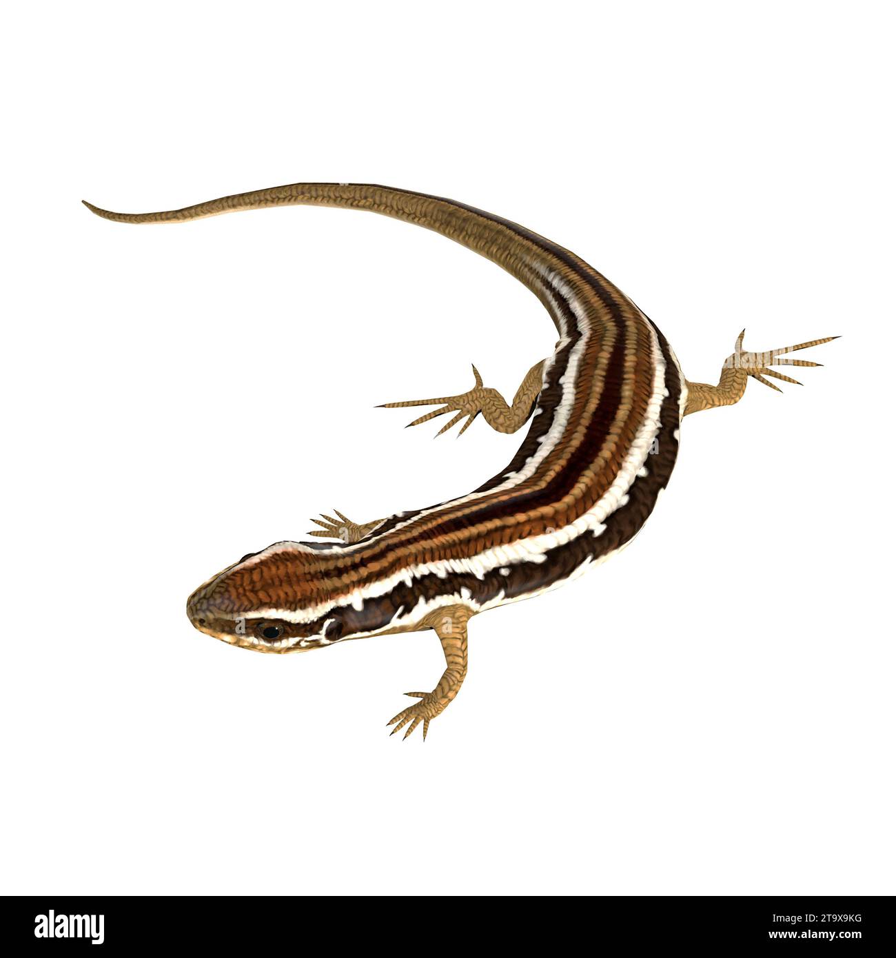 Il Common Garden Skink è una piccola lucertola carnivora che vive in Australia. Foto Stock