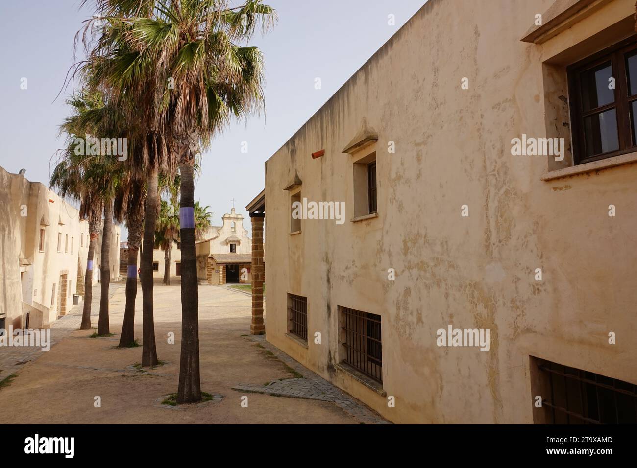 Palme che crescono in un cortile all'interno del Castillo de Santa Catalina a Cadice, in Spagna. Il castello a forma di pentagono fu costruito dopo che gli inglesi saccheggiarono la città nel 1596 per proteggere la baia di Cadice. Foto Stock