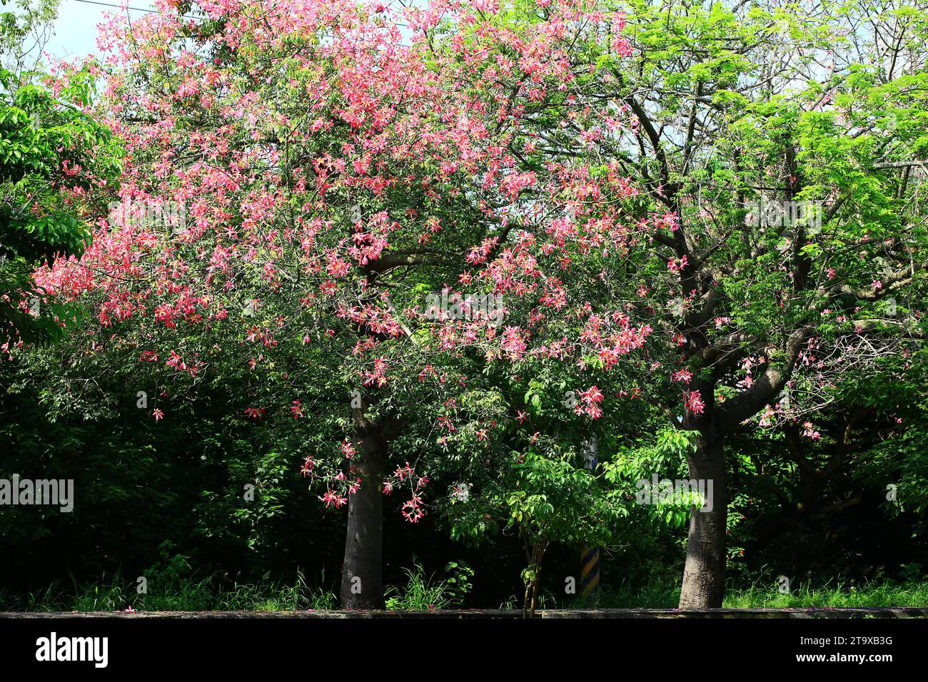 Splendido scenario di alberi di seta o di filo di seta, fiori rosa che fioriscono sui rami degli alberi di seta Foto Stock