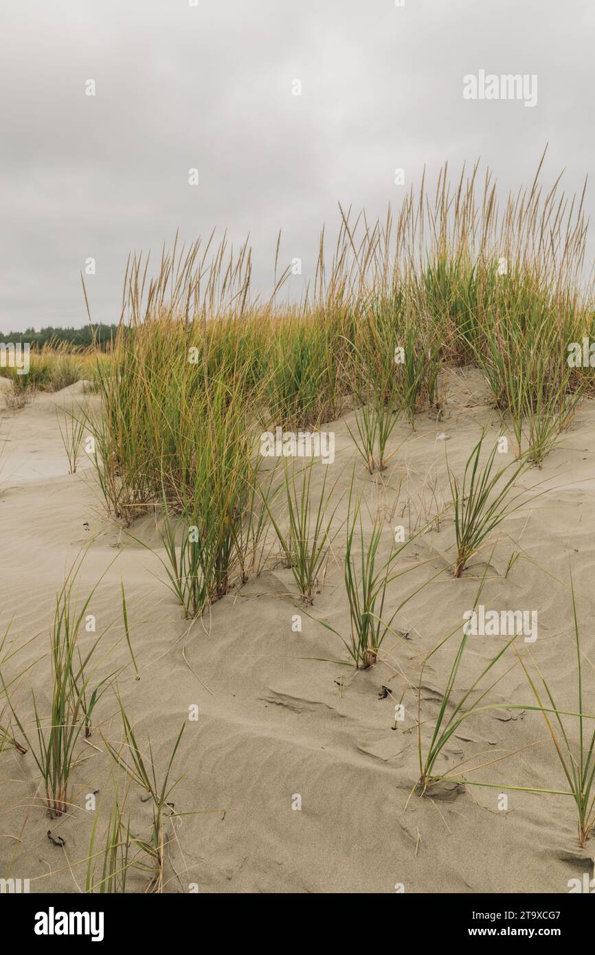 Beachgrass, erba duna sulla spiaggia di prateria nello stato di Washington, sulla costa del Pacifico Foto Stock