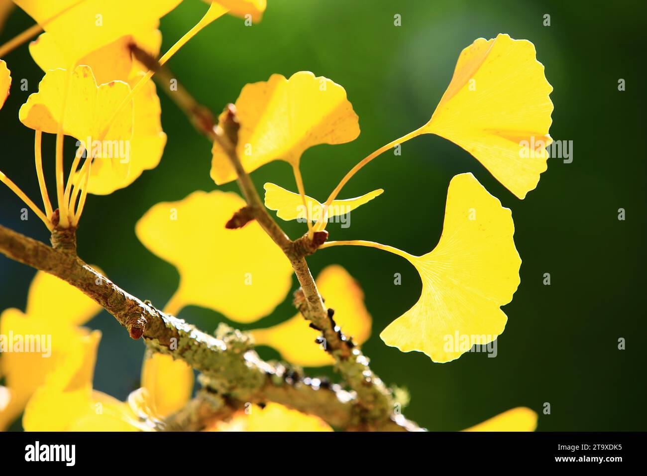 Foglie di colore variabile di Ginkgo Tree o Maidenhair Tree, primo piano di foglie gialle che crescono sui rami in autunno Foto Stock