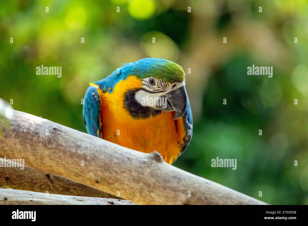 Immergetevi nello splendore tropicale del pappagallo blu e giallo di Macao (Ara arauna). Con il suo suggestivo piumaggio blu e giallo, questo carisma Foto Stock