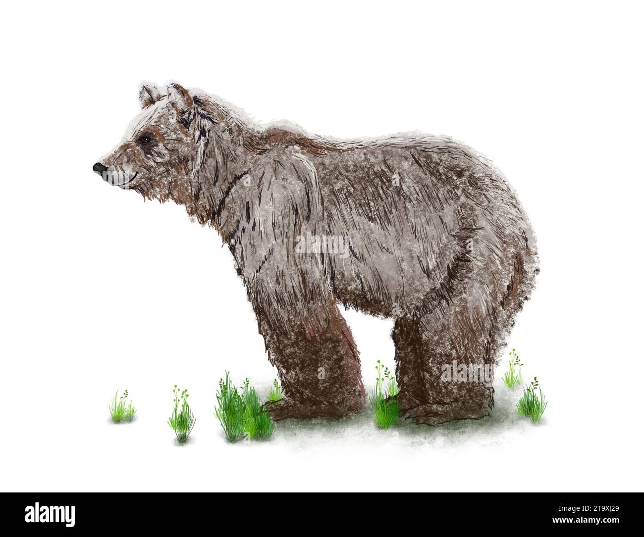 Orso Grizzly in piedi su sfondo bianco Foto Stock