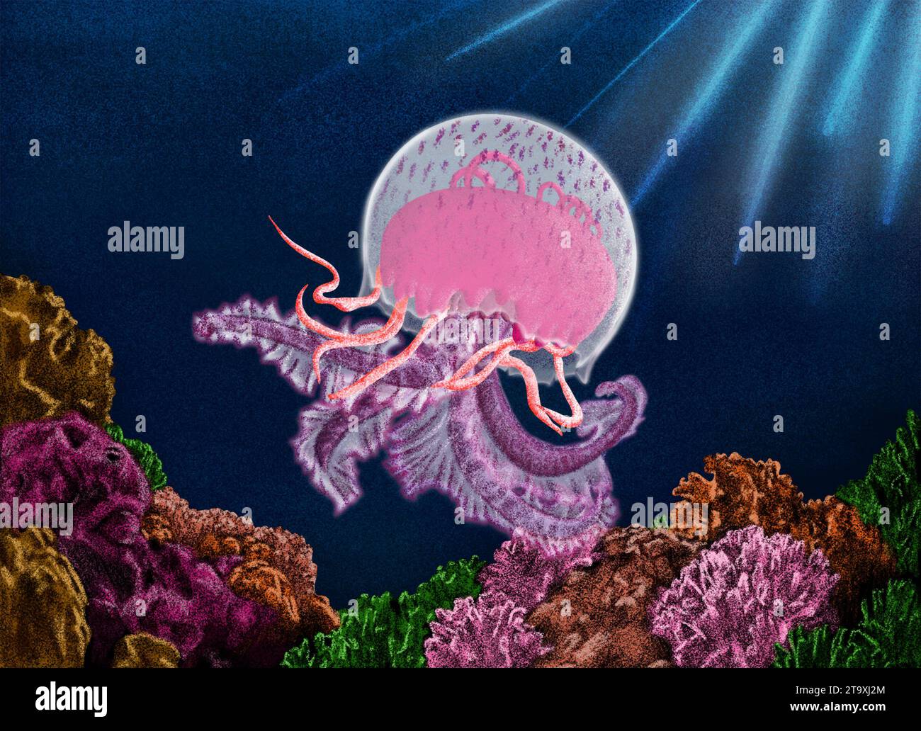 Meduse rosa che nuotano accanto all'illustrazione dei coralli Foto Stock
