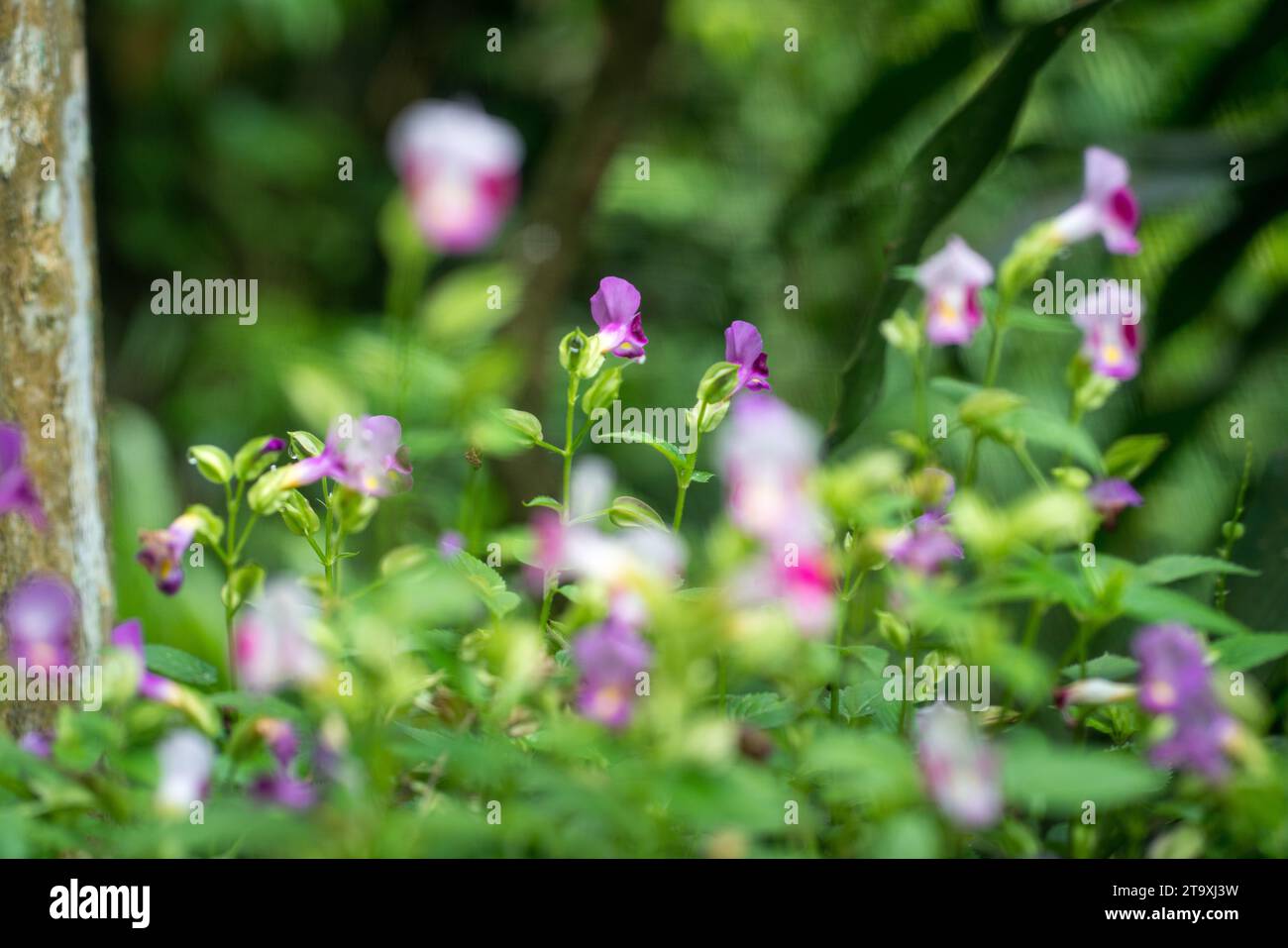 Fiore di Torenia con morbido colore verde sfocato lascia lo sfondo naturale. Copia spazio. Foto Stock