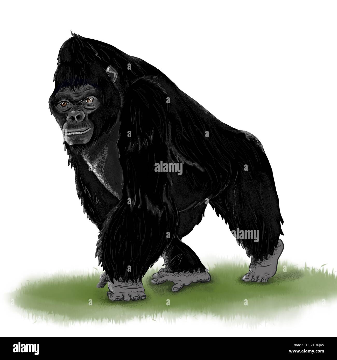 Grande gorilla nero che cammina su sfondo bianco Foto Stock