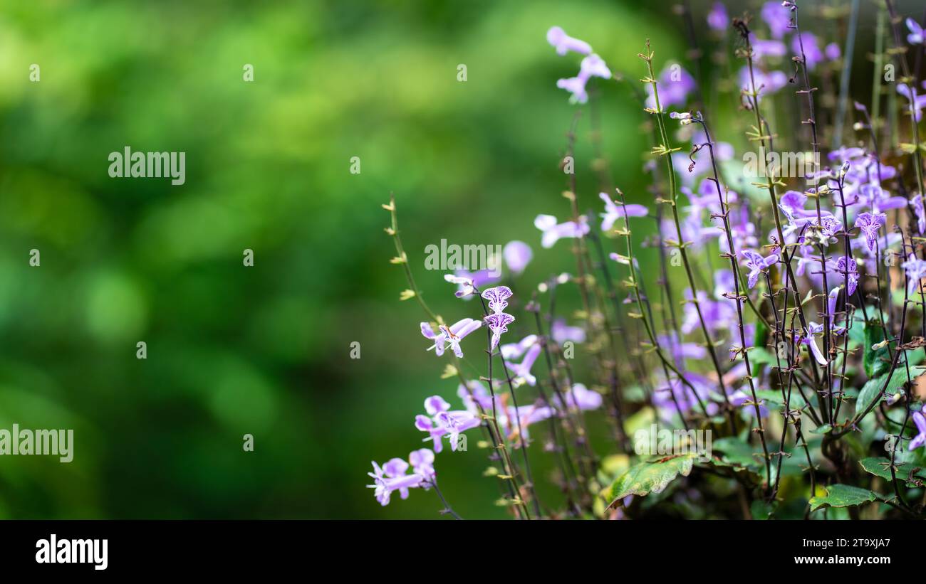 Fiori viola Mona Lavender su sfondo verde giardino. Copia spazio. Foto Stock
