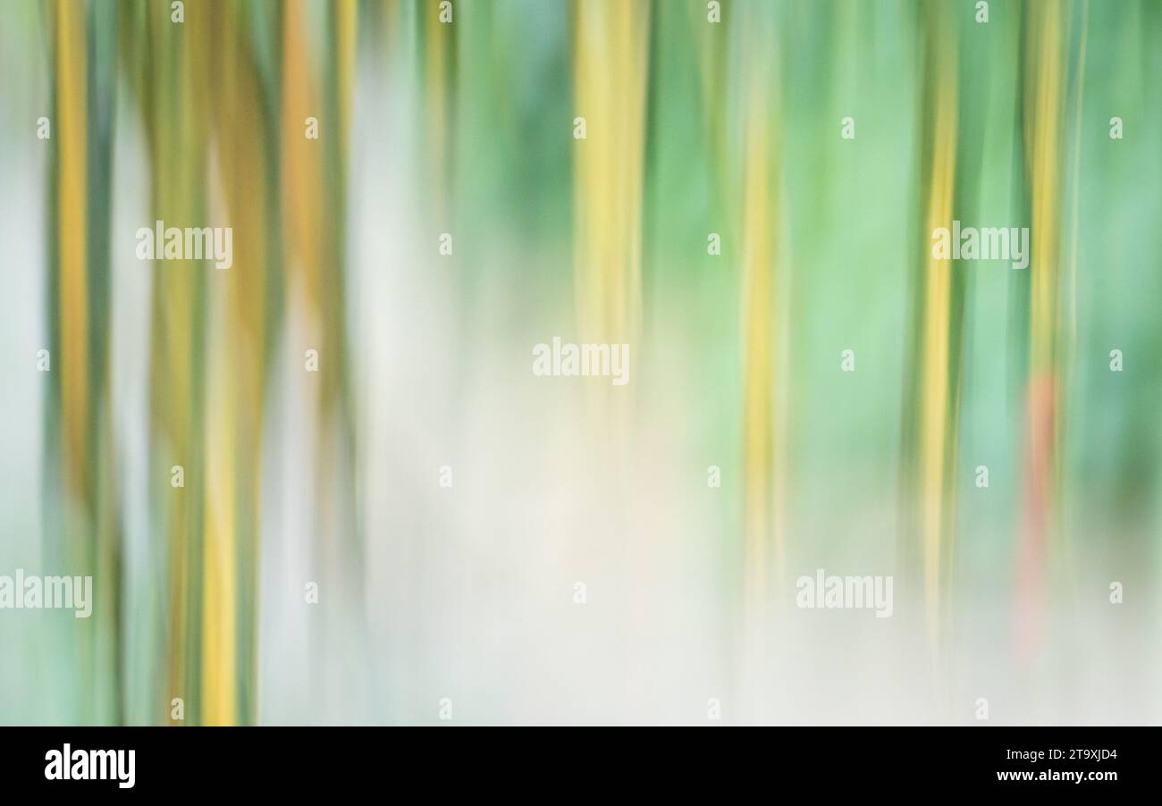 Verde e giallo lasciano pianta in forma astratta. Sfocatura del movimento, producendo effetti onirici e pittorici. Foto Stock
