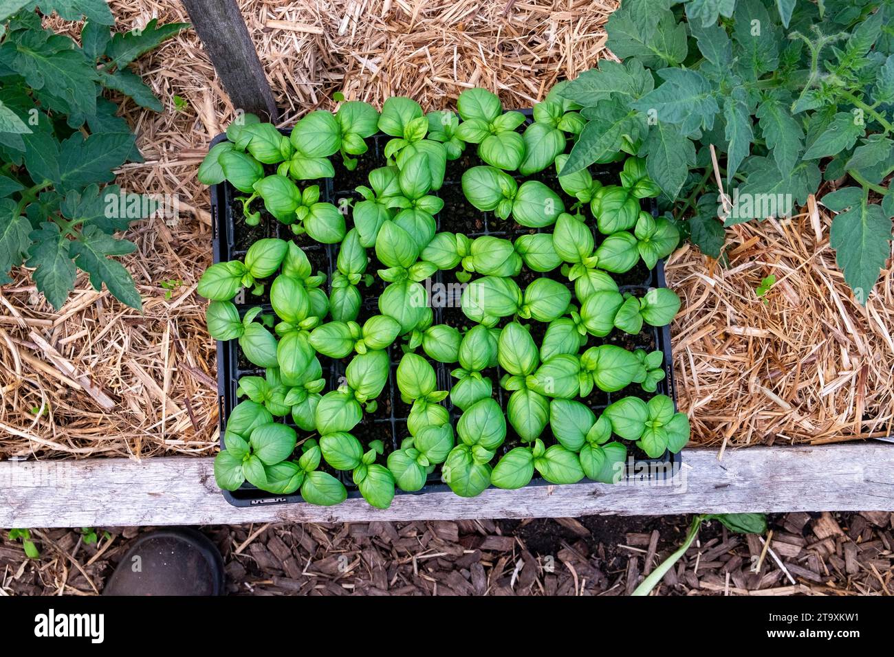 Un vassoio di piantine di basilico pronte per essere piantate sotto piante di pomodoro pacciate con pacciame di canna da zucchero, come impianto complementare Foto Stock