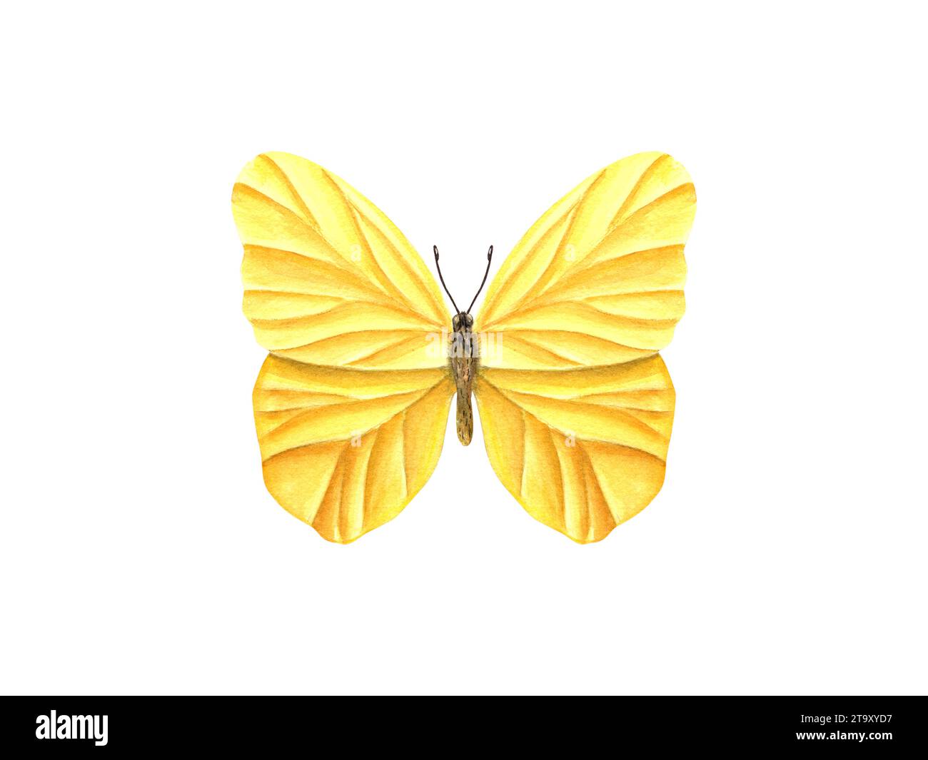 Farfalla gialla fluttuante. Lepidotteri, insetti tropicali e falena. Illustrazione ad acquerello per carta da parati, stampa o tessuto. Invito al matrimonio Foto Stock