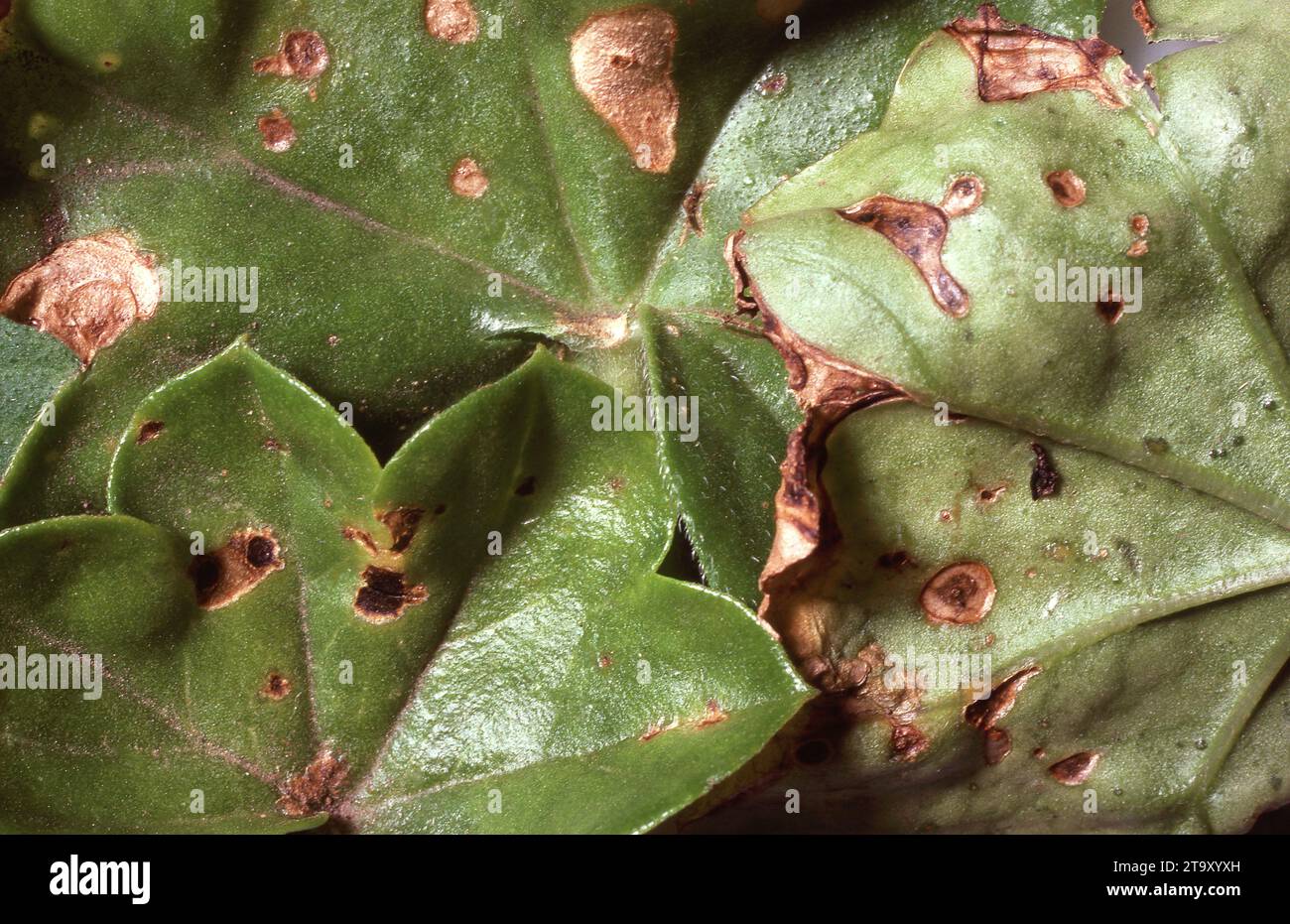 PRIMO PIANO DI UNA MACCHIA DI FOGLIE BATTERICHE SULLE FOGLIE DI UNA PIANTA DI PELARGONIUM. AUSTRALIA. Foto Stock