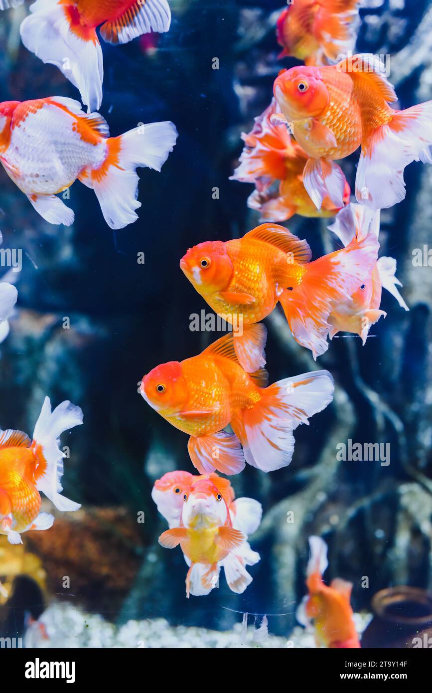 Oranda arancione pesce rosso nell'acquario Foto Stock