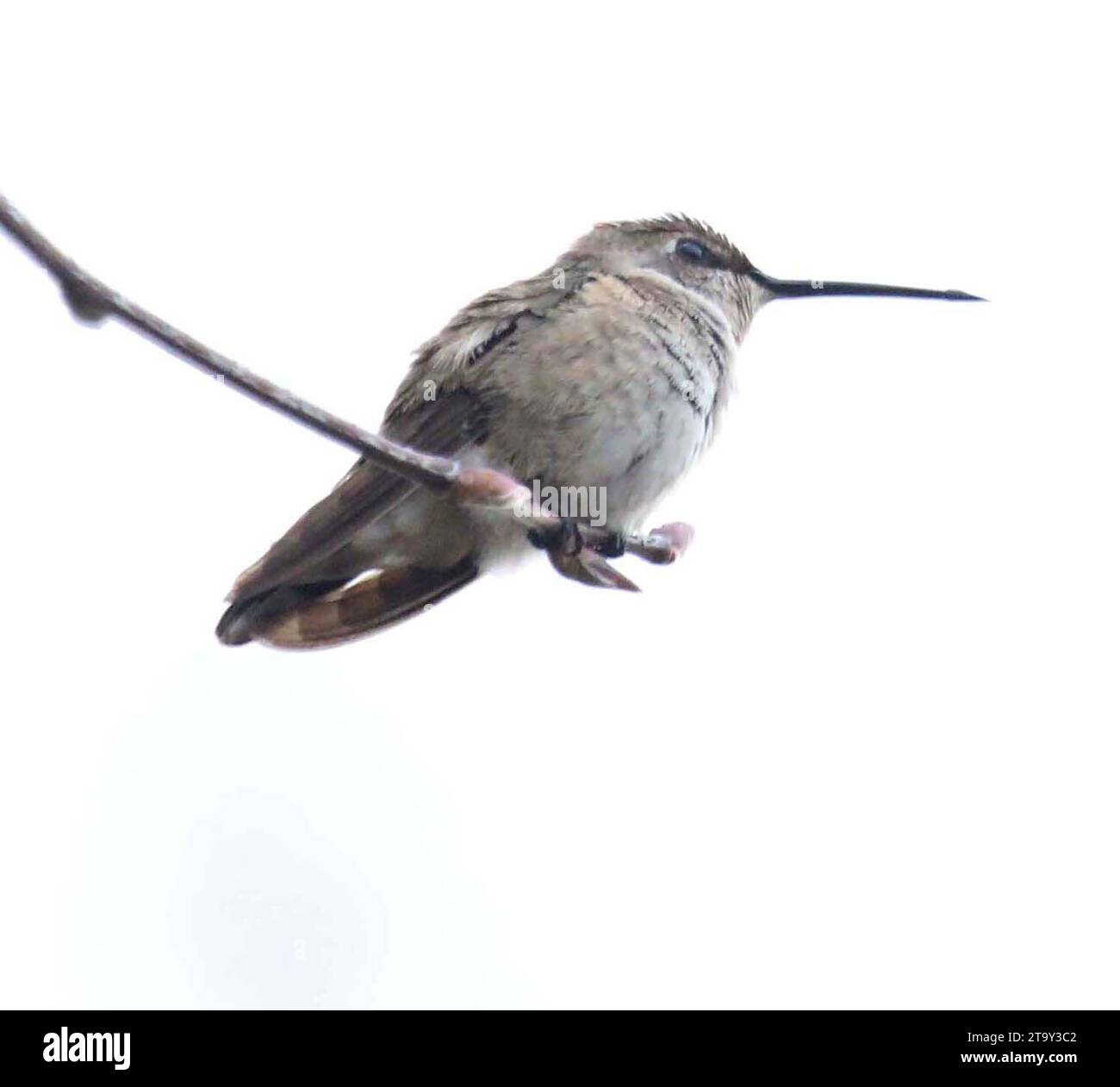 27 novembre 2023, New York, New York, USA: Una vista di un COLIBRÌ vagabondo (una specie che si trova attualmente al di fuori della loro area di svernamento e di riproduzione) CACCIOLINO NERO avvistato nell'isola di Randallâ. Questo colibrì è di solito residente sulla costa occidentale e nel sud-ovest del Canada e ha fatto la sua prima registrazione di avvistamento per diverse settimane nello stato di New York. C'è preoccupazione per la sicurezza dell'uccello che normalmente sverna a sud fino al Messico, a causa del clima più freddo di New York. (Immagine di credito: © Nancy Kaszerman/ZUMA Press Wire) SOLO USO EDITORIALE! Non per USO commerciale! Foto Stock
