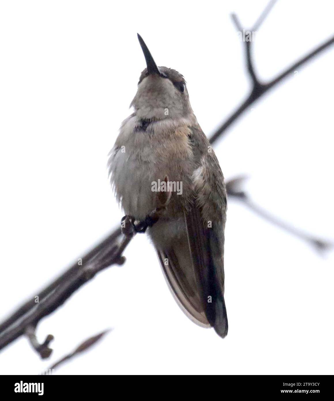 27 novembre 2023, New York, New York, USA: Una vista di un COLIBRÌ vagabondo (una specie che si trova attualmente al di fuori della loro area di svernamento e di riproduzione) CACCIOLINO NERO avvistato nell'isola di Randallâ. Questo colibrì è di solito residente sulla costa occidentale e nel sud-ovest del Canada e ha fatto la sua prima registrazione di avvistamento per diverse settimane nello stato di New York. C'è preoccupazione per la sicurezza dell'uccello che normalmente sverna a sud fino al Messico, a causa del clima più freddo di New York. (Immagine di credito: © Nancy Kaszerman/ZUMA Press Wire) SOLO USO EDITORIALE! Non per USO commerciale! Foto Stock