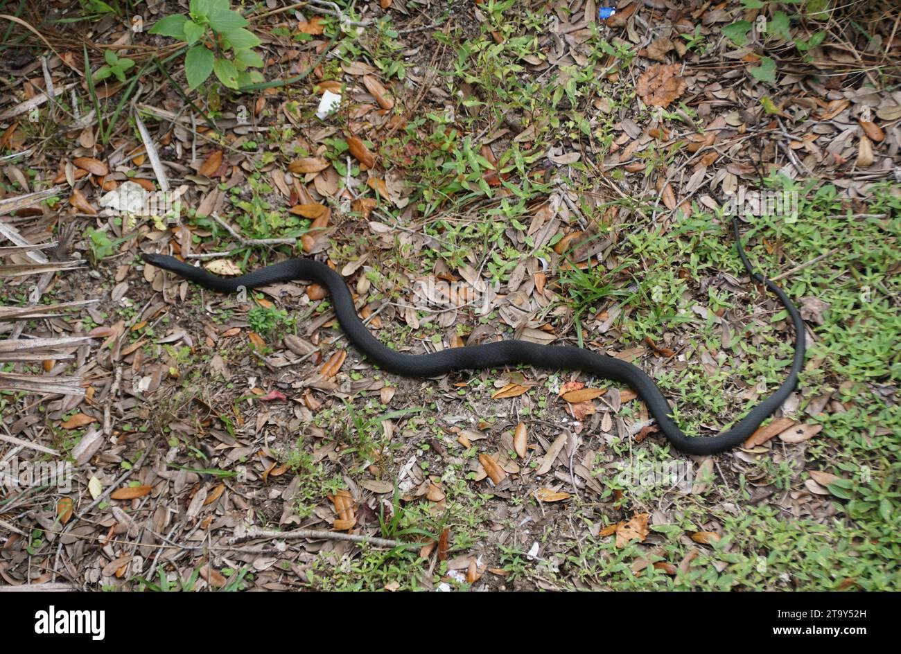 Un serpente nero che strisciava sull'erba Foto Stock