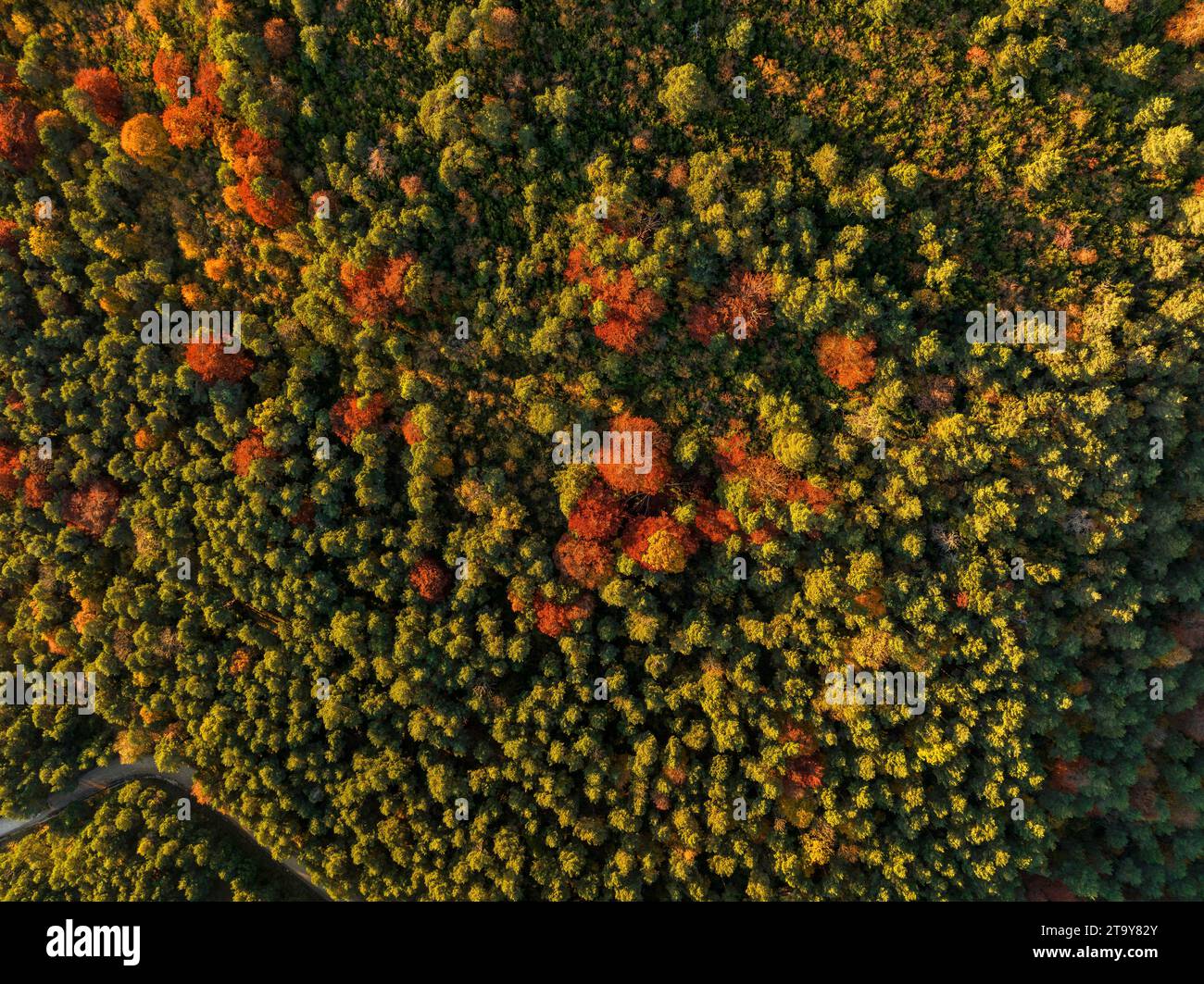 Vista aerea della foresta di faggi di Figuerassa in un'alba autunnale (Berguedà, Barcellona, Catalogna, Spagna, Pirenei) ESP Vista aérea hayedo de Figuerassa Foto Stock