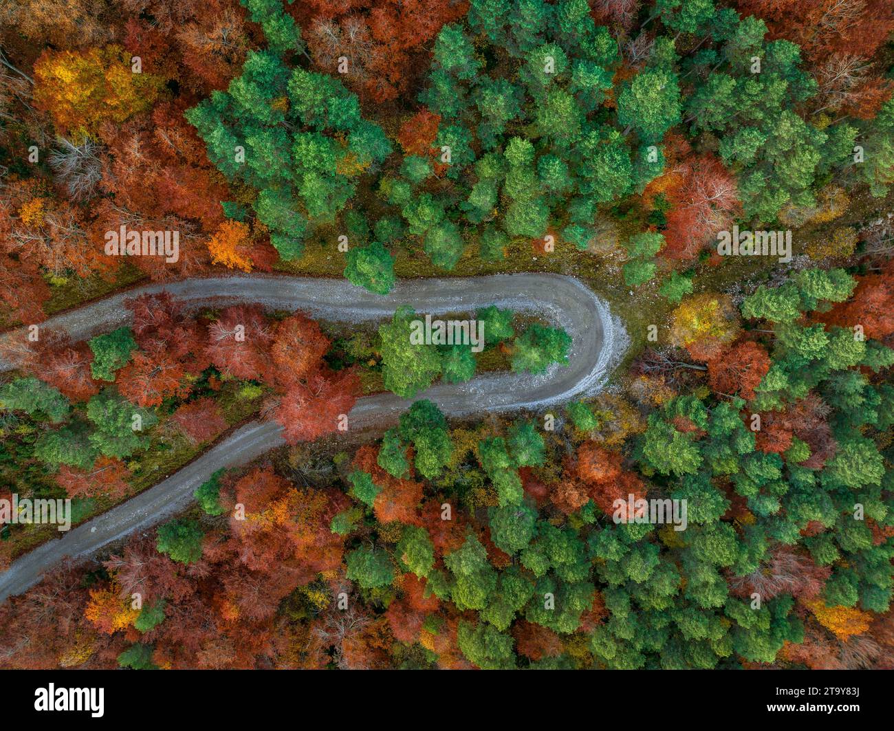 Vista aerea della foresta di faggi di Figuerassa in un'alba autunnale (Berguedà, Barcellona, Catalogna, Spagna, Pirenei) ESP Vista aérea hayedo de Figuerassa Foto Stock