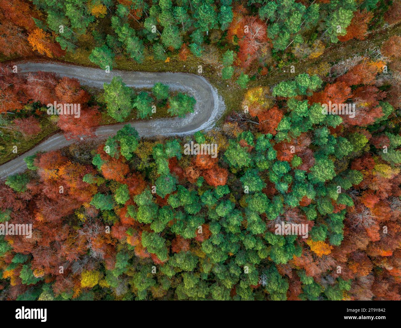 Vista aerea della foresta di faggi di Figuerassa in un'alba autunnale (Berguedà, Barcellona, Catalogna, Spagna, Pirenei) ESP Vista aérea hayedo de Figuerassa Foto Stock