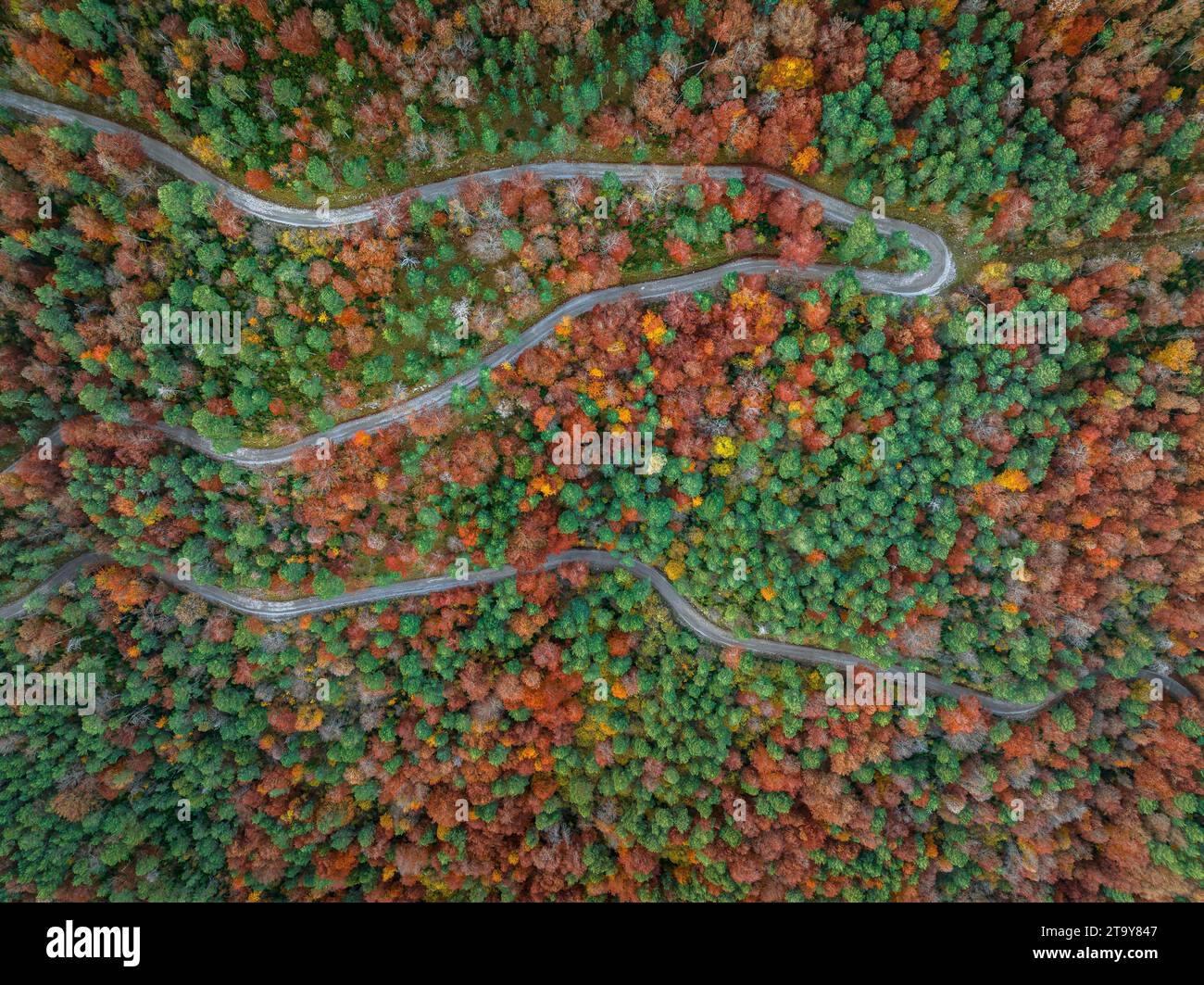 Vista aerea della foresta di faggi di Figuerassa in un'alba autunnale (Berguedà, Barcellona, Catalogna, Spagna, Pirenei) ESP Vista aérea hayedo de Figuerassa Foto Stock