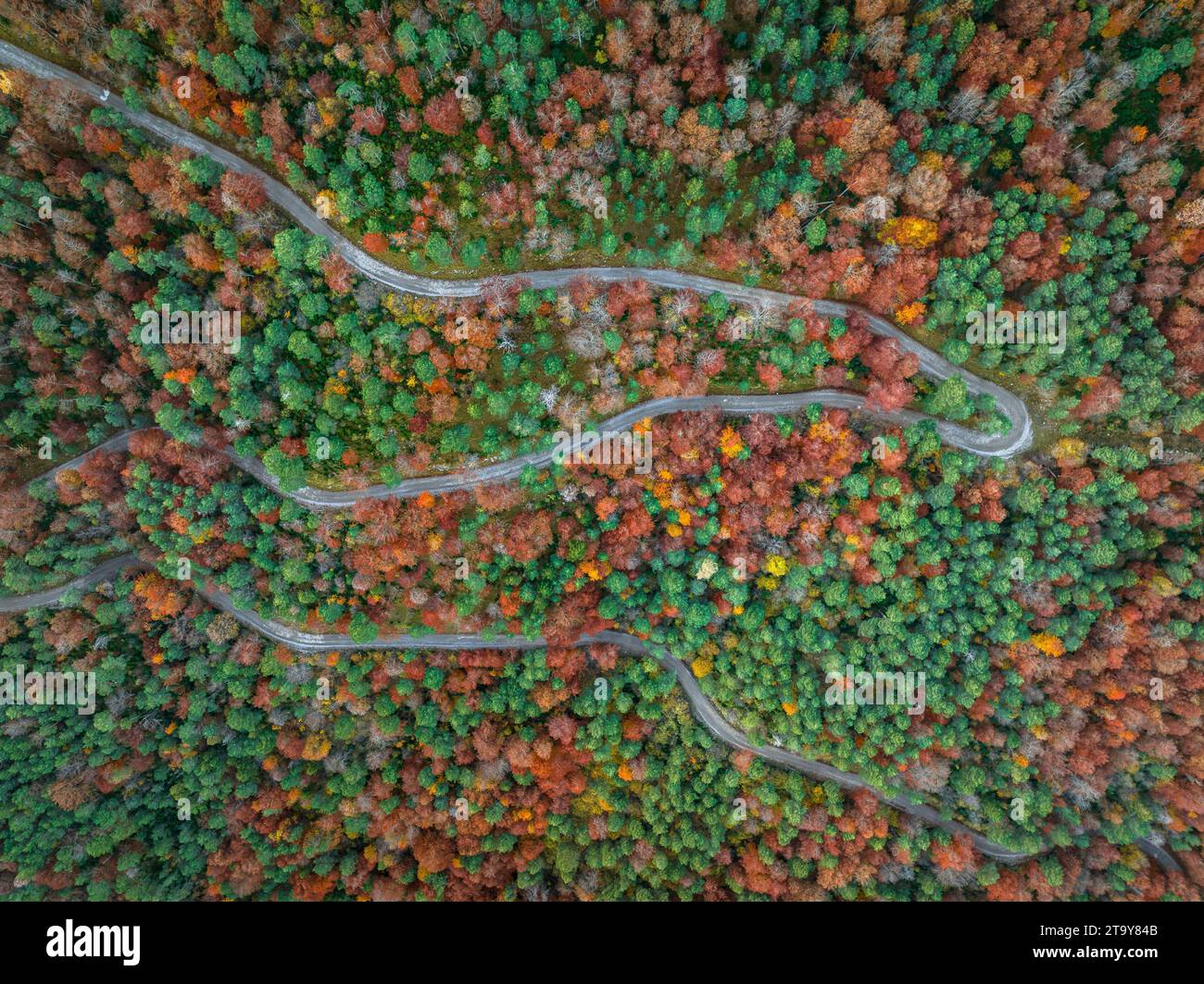 Vista aerea della foresta di faggi di Figuerassa in un'alba autunnale (Berguedà, Barcellona, Catalogna, Spagna, Pirenei) ESP Vista aérea hayedo de Figuerassa Foto Stock