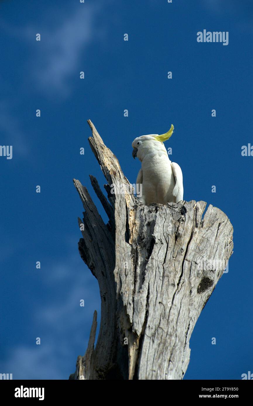 I Cacatua Crested Cockatoos (Cacatua Galerita) sono una vista familiare in Australia, le loro urla e le loro buffonate sono sempre divertenti. Shepherds Bush. Foto Stock