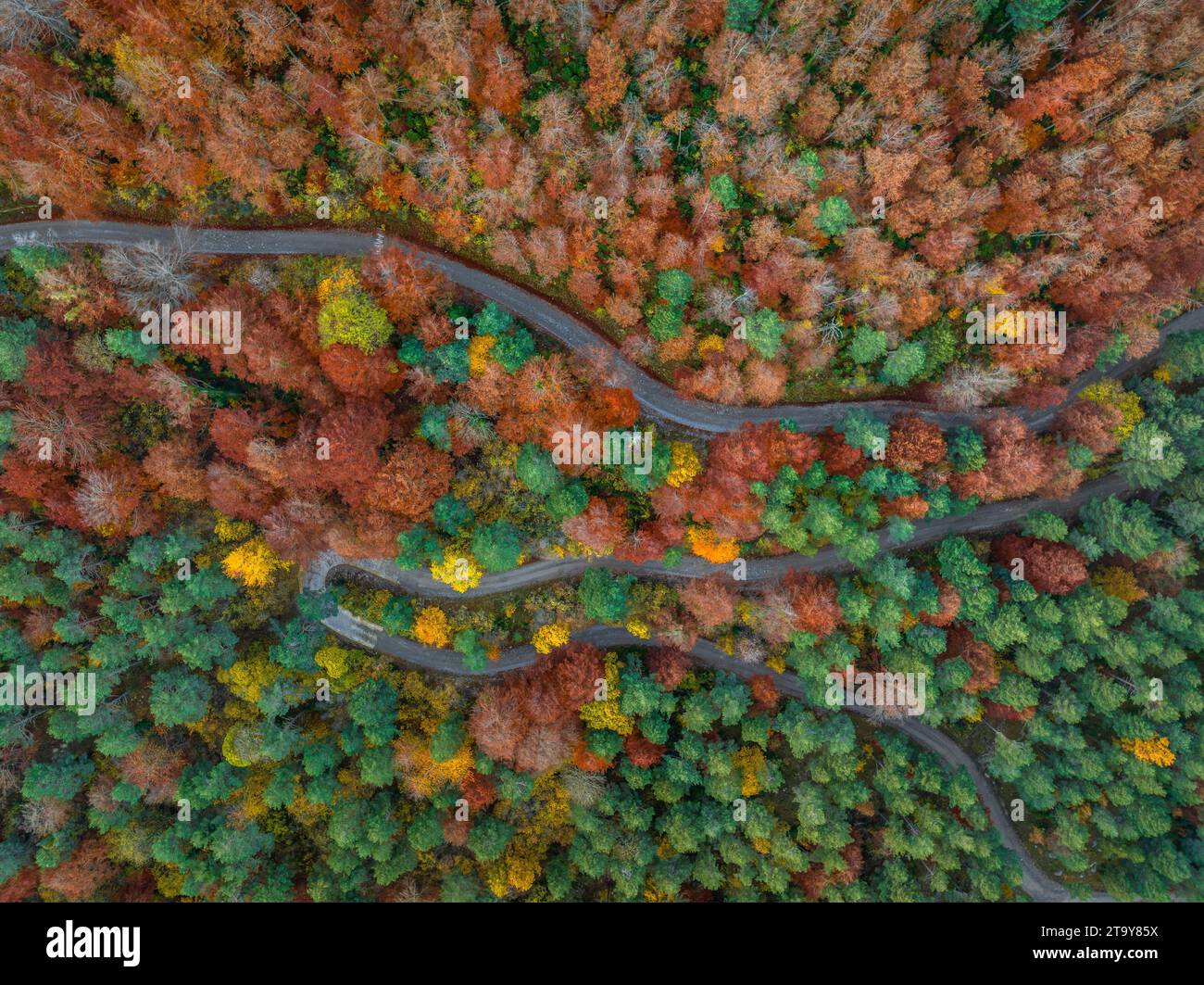 Vista aerea della foresta di faggi di Figuerassa in un'alba autunnale (Berguedà, Barcellona, Catalogna, Spagna, Pirenei) ESP Vista aérea hayedo de Figuerassa Foto Stock