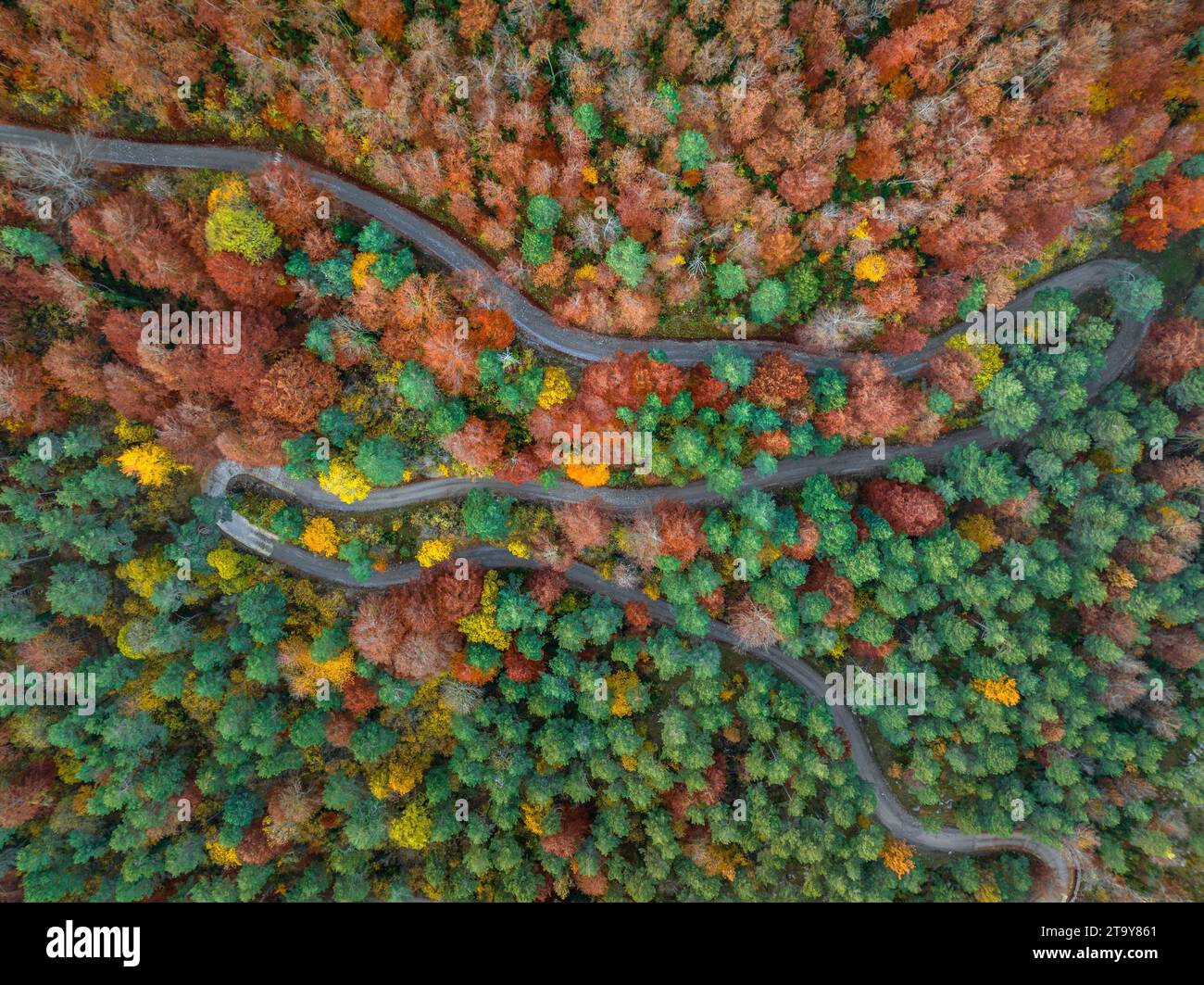 Vista aerea della foresta di faggi di Figuerassa in un'alba autunnale (Berguedà, Barcellona, Catalogna, Spagna, Pirenei) ESP Vista aérea hayedo de Figuerassa Foto Stock