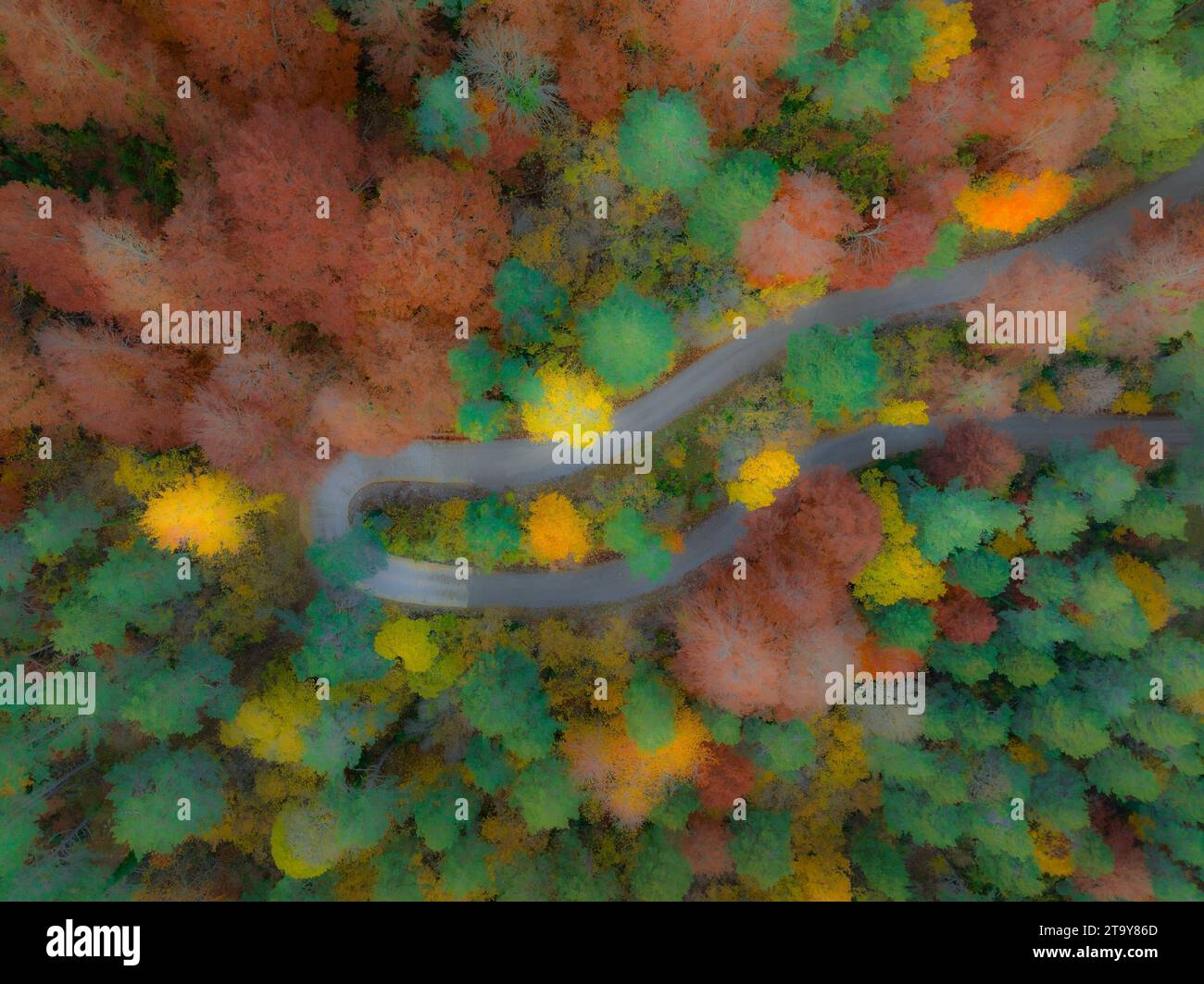 Vista aerea della foresta di faggi di Figuerassa in un'alba autunnale (Berguedà, Barcellona, Catalogna, Spagna, Pirenei) ESP Vista aérea hayedo de Figuerassa Foto Stock