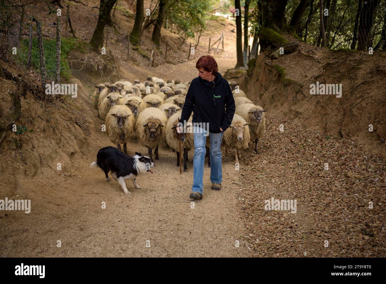 Il gregge di pecore dell'Esquellot del Montseny allevato da Núria e Moi vicino a Mas la sala, a Viladrau, Montseny (Osona, Catalogna, Spagna) Foto Stock