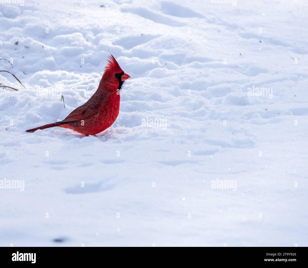 Cardinale in piedi nella neve bianca Foto Stock