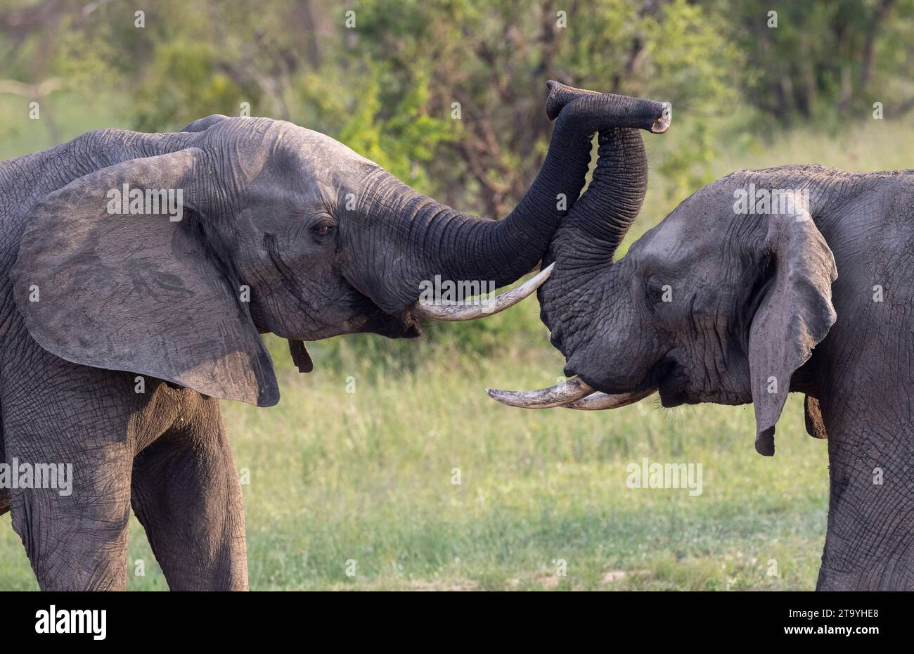 Due tori africani di elefante (Loxodonta africana) con i loro tronchi intrecciati Foto Stock