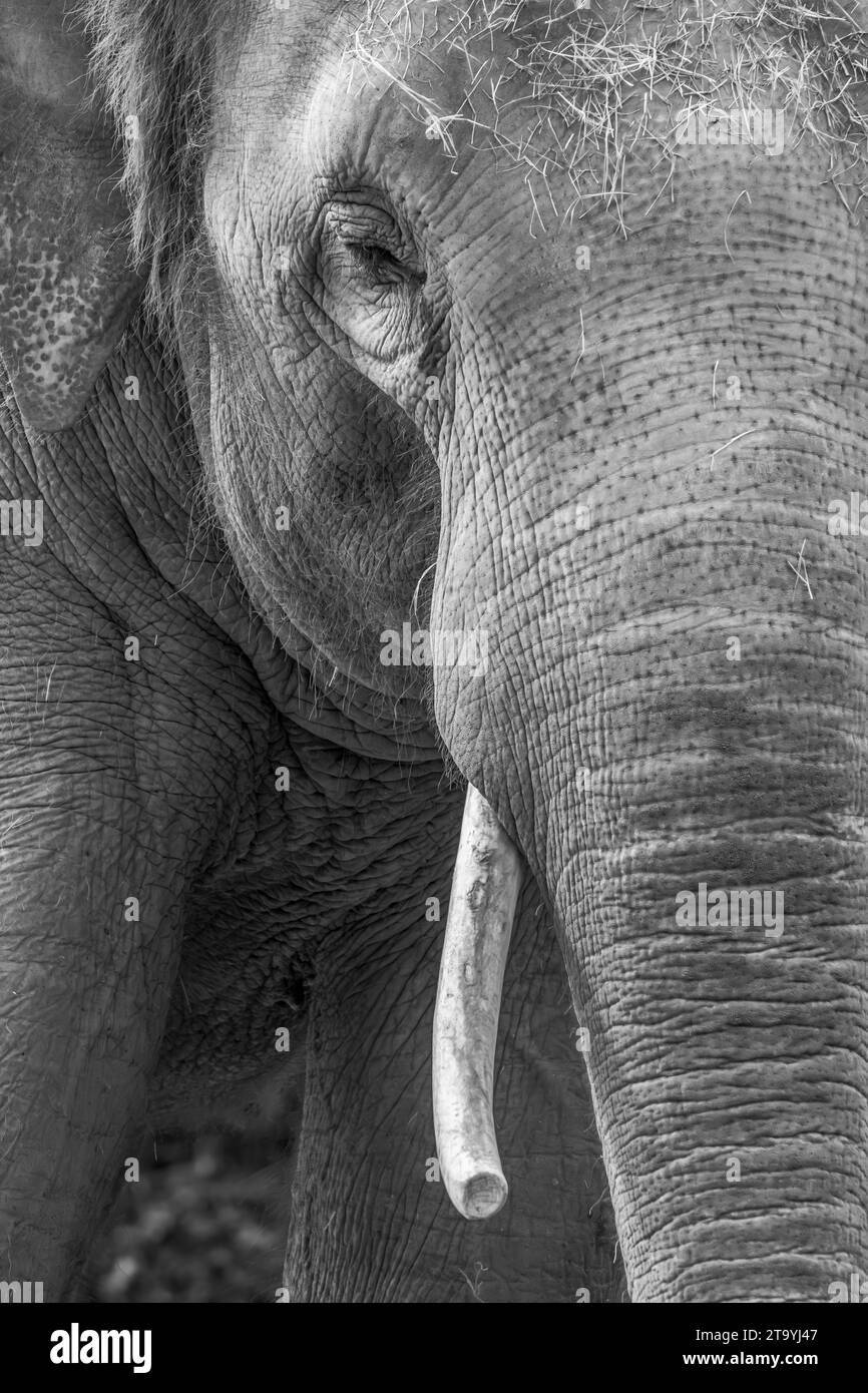 Un primo piano bianco e nero di un elefante asiatico. Foto Stock