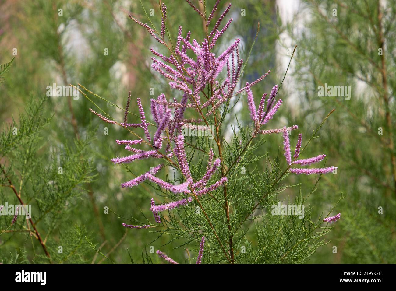 fiori di un tamarix ramosissima chiamato anche cedro sale o tamarisk Foto Stock