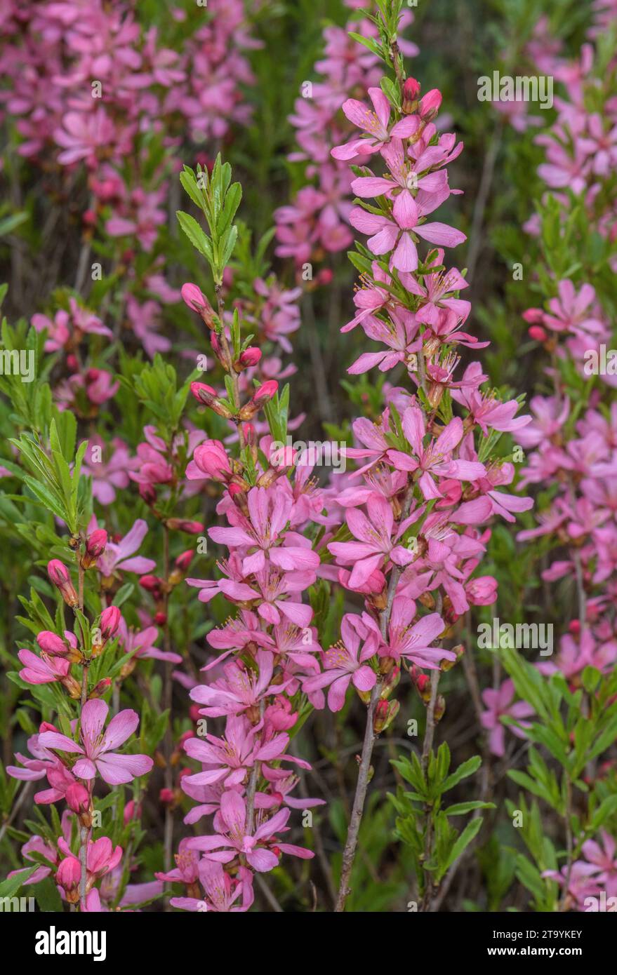 Mandorla russa nana, Prunus tenella, in fiore nella steppa erbosa, Austria orientale. Foto Stock