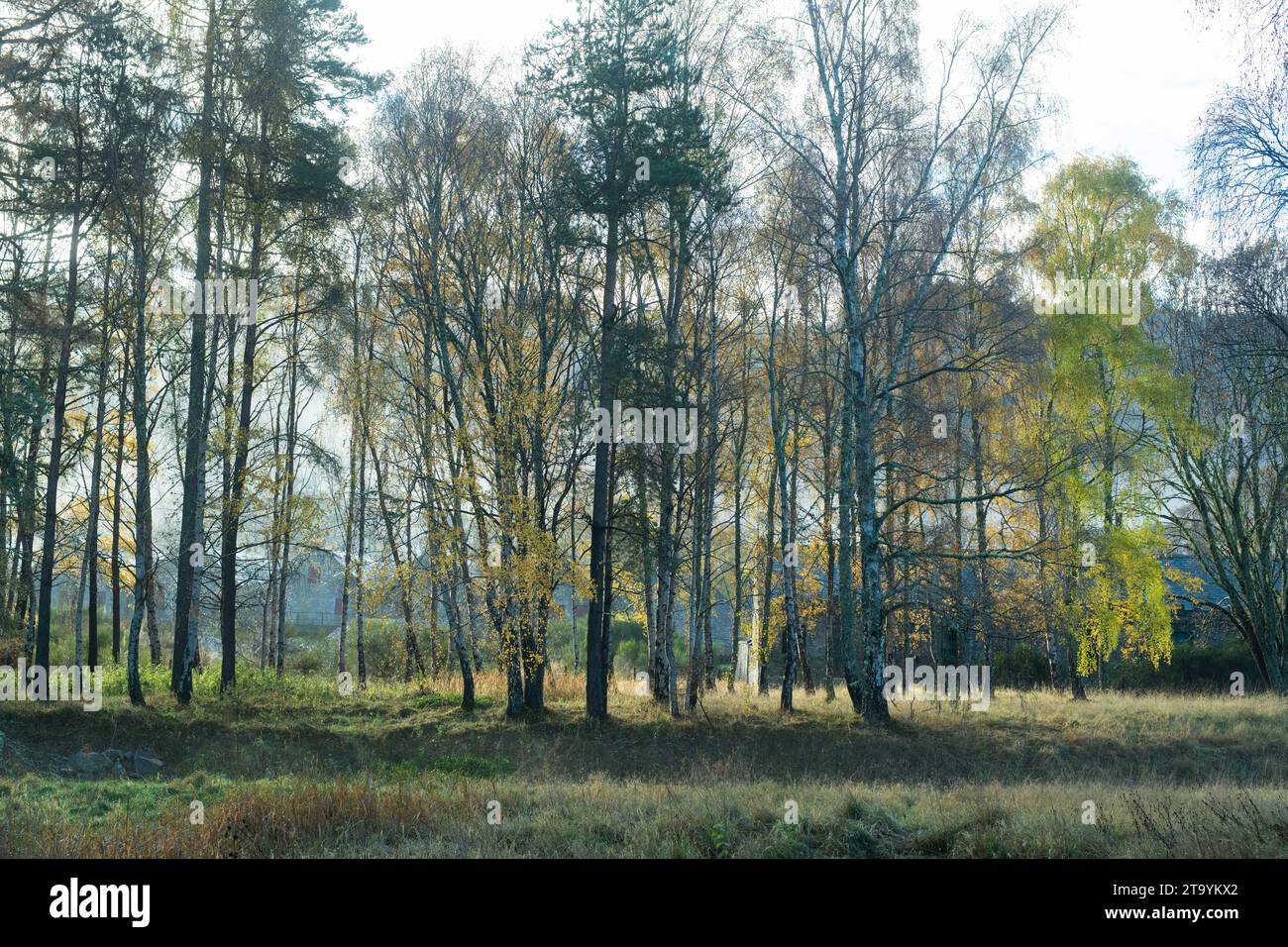 Betula pendula. Betulle d'argento a novembre. Carron, Moray, Scozia Foto Stock