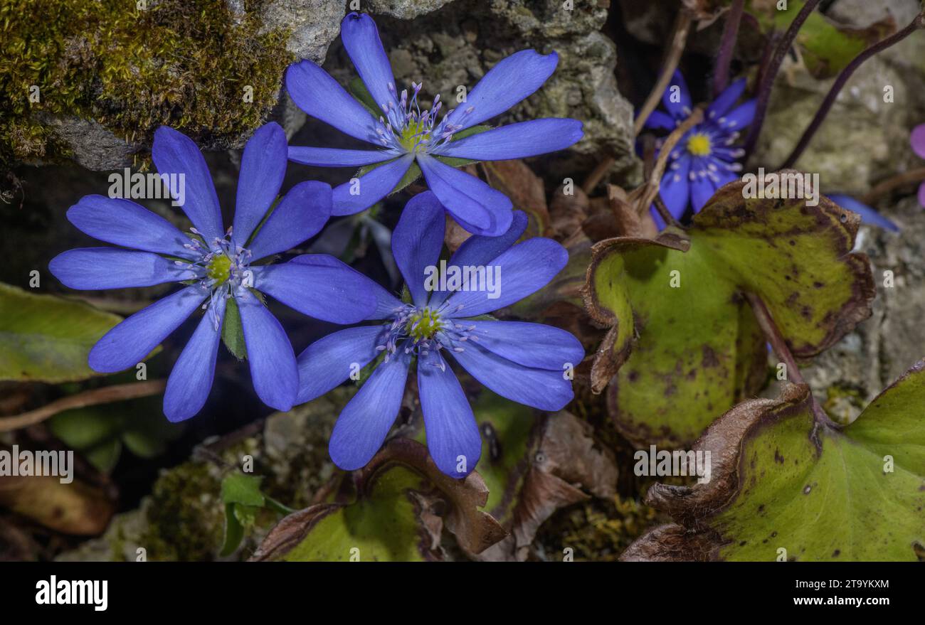 Grande epatica blu, Hepatica transsilvanica, in fiore in primavera. Romania. Foto Stock