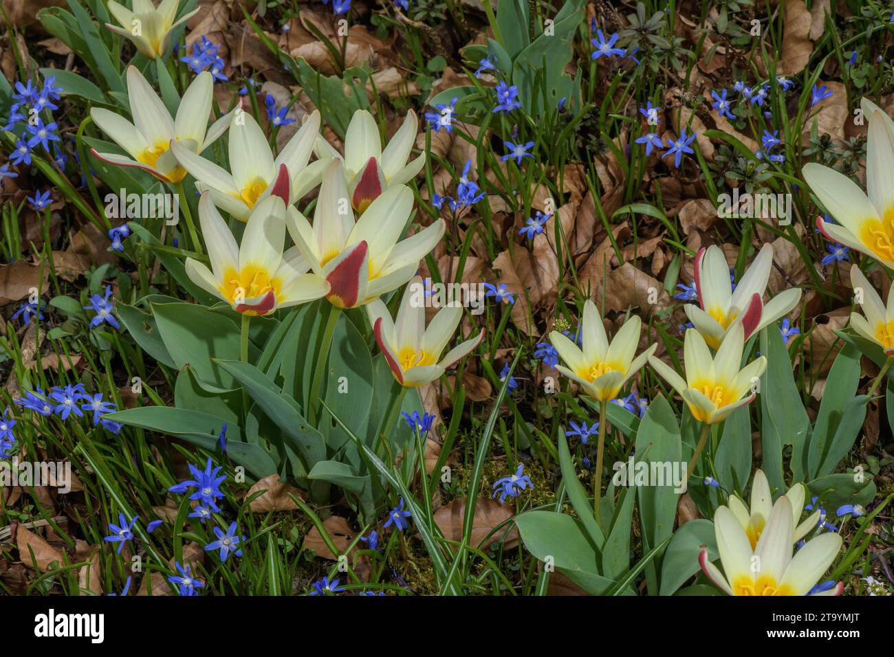 Tulipa greigii "Czaar-Peter" al confine con il giardino primaverile, Austria. Foto Stock
