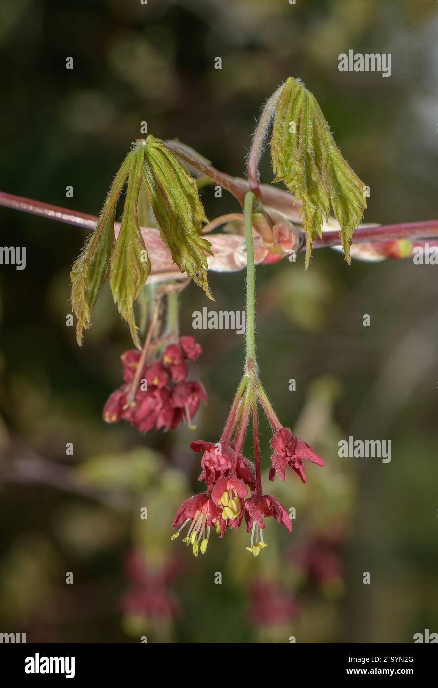 Fernleaf Fullmoon Maple, Acer japonicum «Aconitifolium» che entra in fiore man mano che le foglie si srotolano. Giardino. Foto Stock