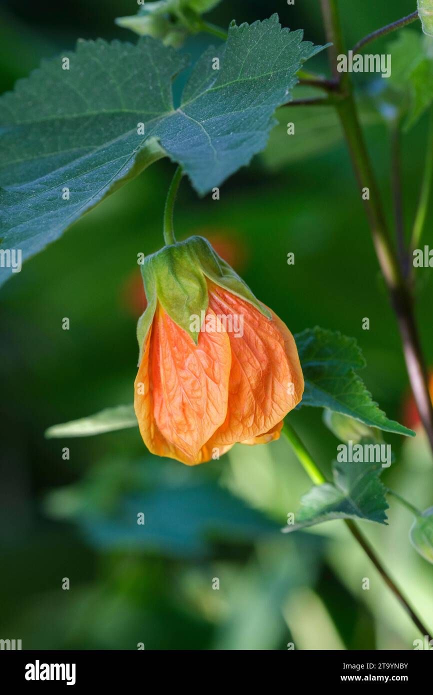 Abutilon Orange Glow, Maple Orange Glow fiorito, fiori a forma di campana arancione-giallo Foto Stock
