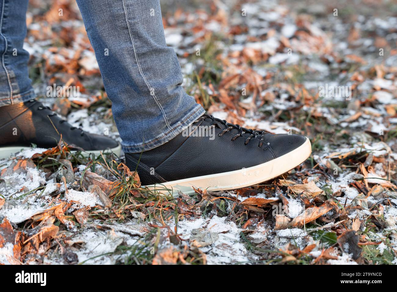 un uomo cammina attraverso le foglie autunnali ricoperte di neve. passeggia attraverso la foresta nel tardo autunno. fine autunno. prima neve. Foto Stock