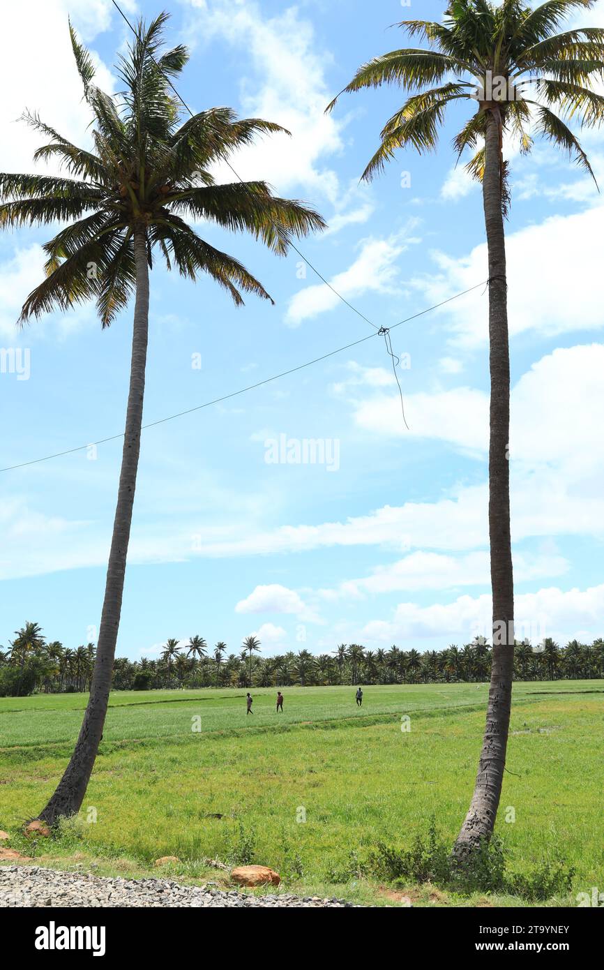 Natura a Tirunelveli Foto Stock