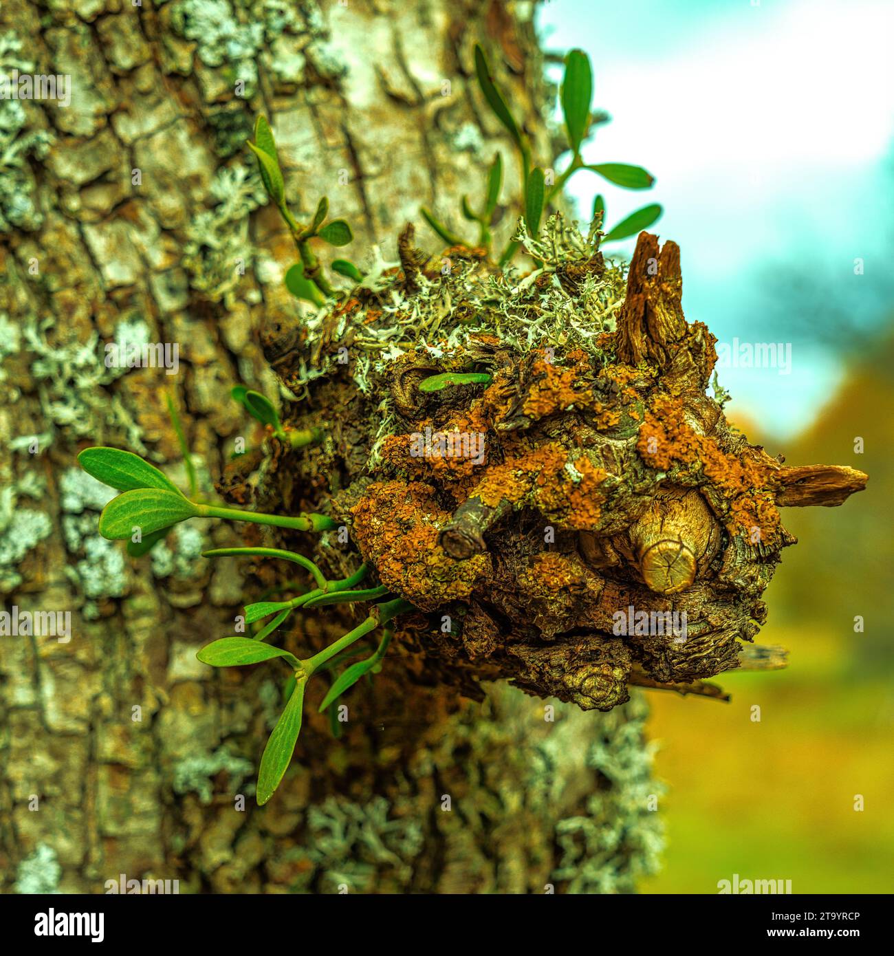 Nuovi rami di vischio crescono da una crescita di alberi. Abruzzo, Italia, Europa Foto Stock