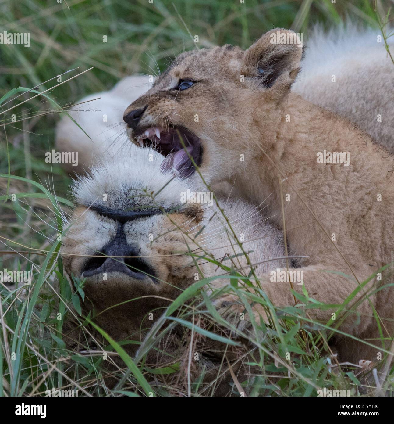 Giocare con i genitori. SUD AFRICA: Un fotografo LEONE amorevole ha pubblicato il suo progetto di sette anni per documentare il più carino? e il più cattivo? lion Foto Stock