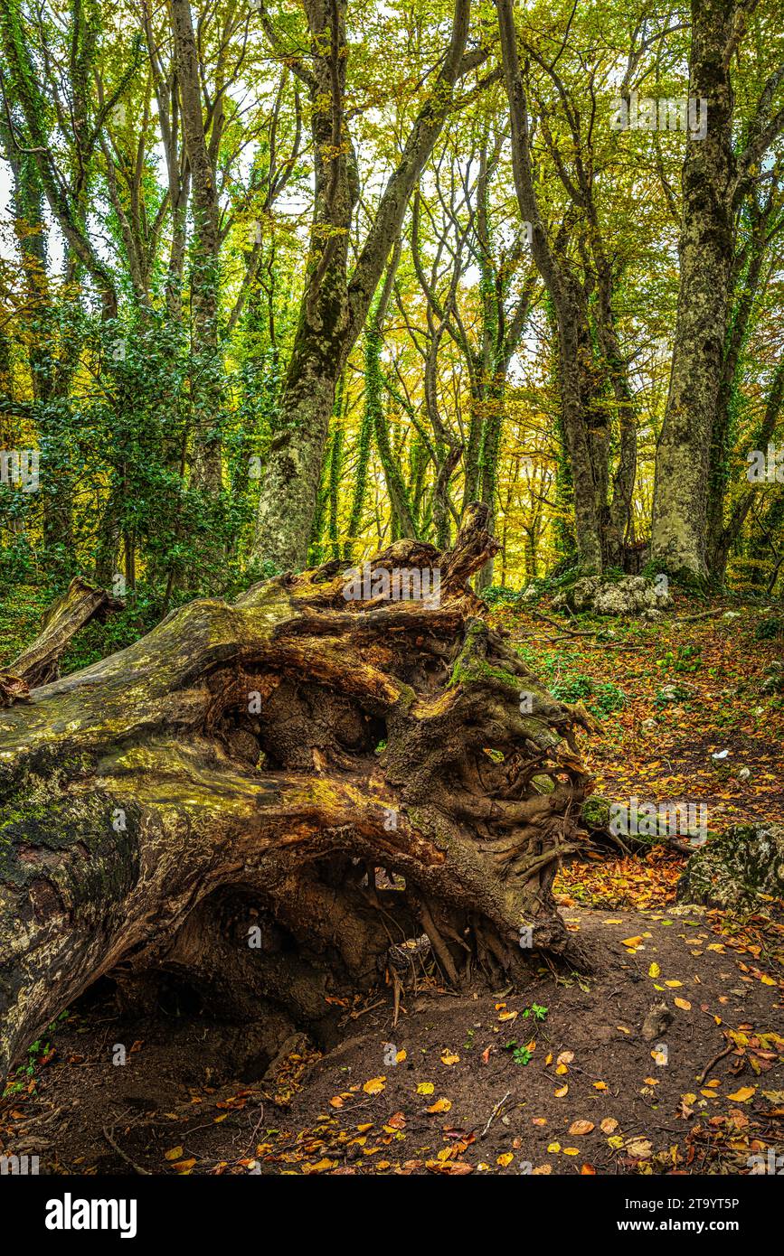 Le radici esposte di un enorme tronco caduto a terra e ora morto nel Bosco di Sant'Antonio. Abruzzo, Italia, Europa Foto Stock