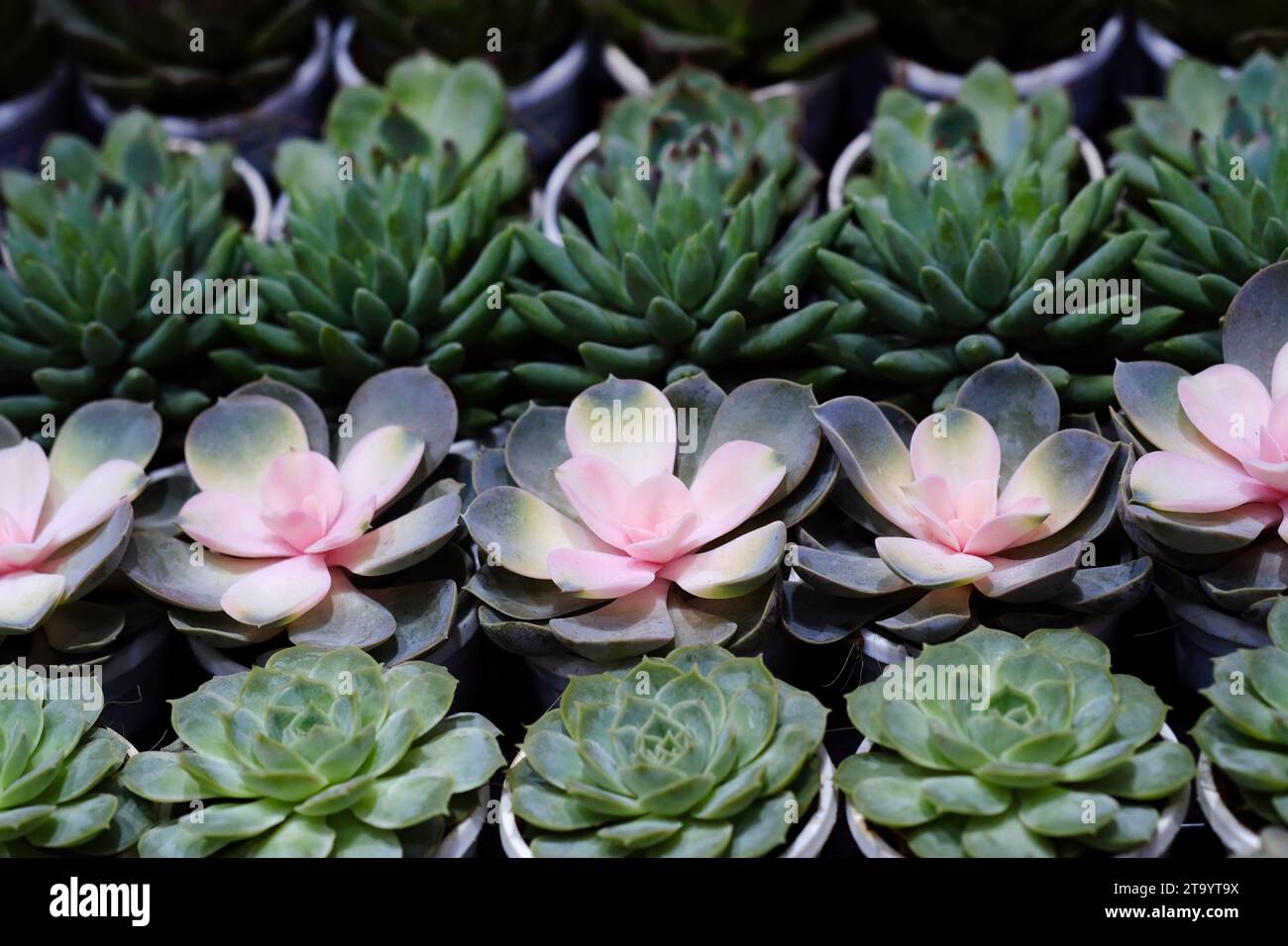 Set di piante in vaso Echeveria e altre succulente in diversi tipi, piccola pianta di Cactus, Kalanchoe in vaso bianco. Foto Stock